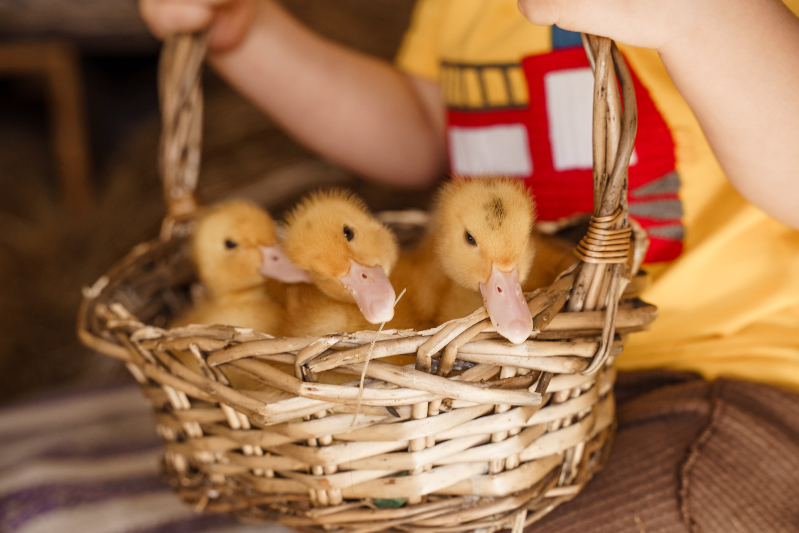 Фотосессия с утятами в студии