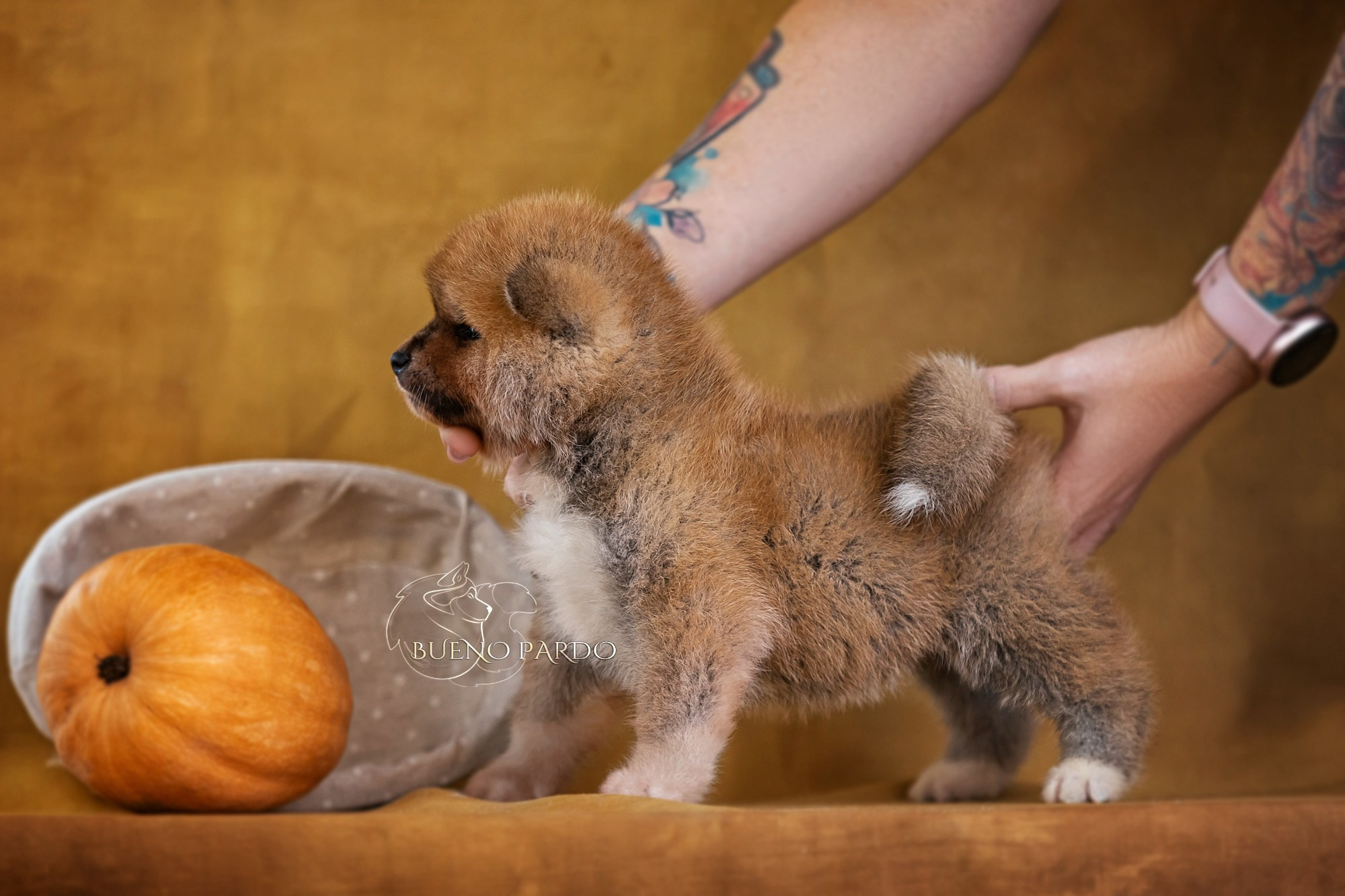 Щенки японской акита ину из питомника. Питомник собак Акита, Хаски, Корги