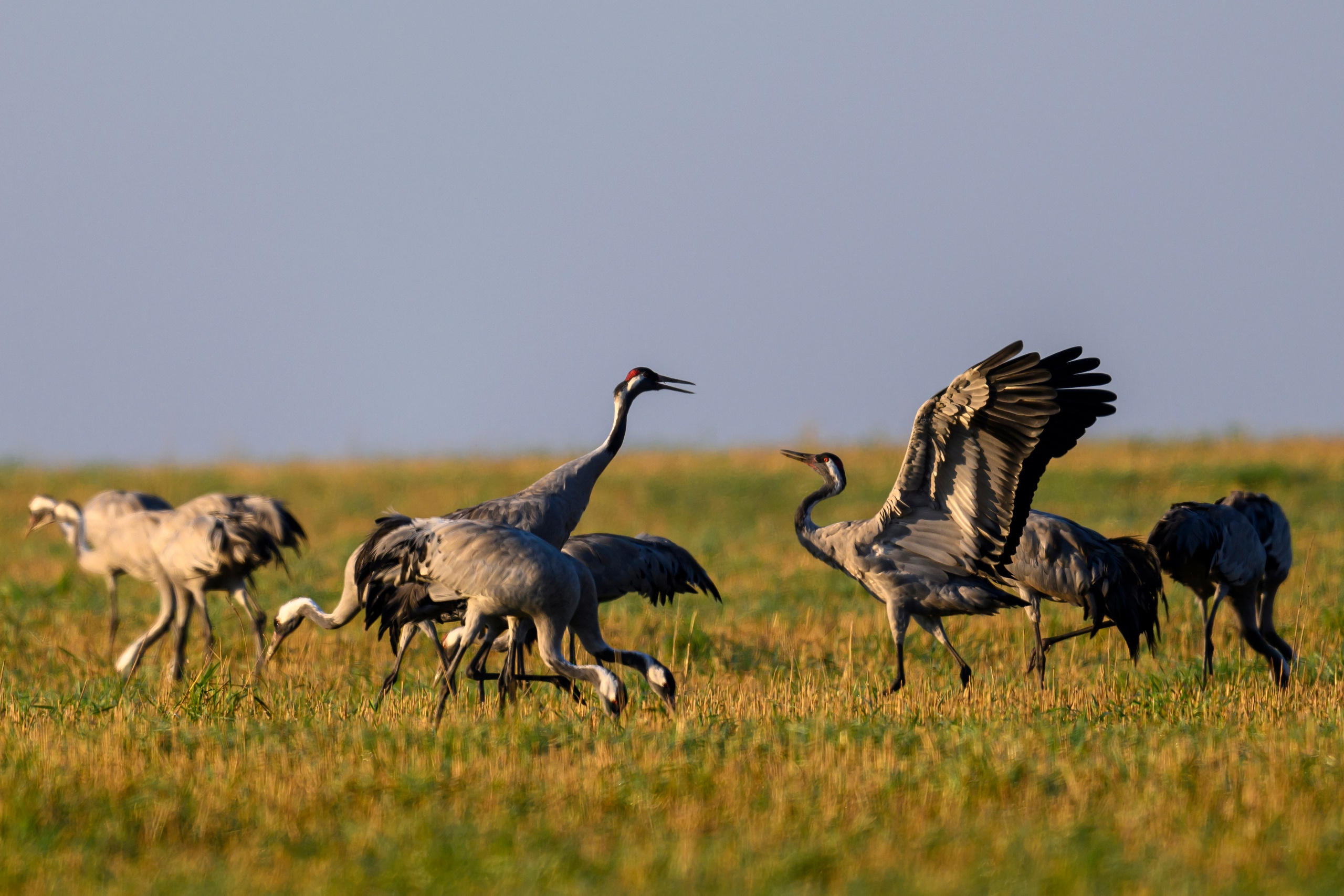Танцы журавлей. Dances of the Cranes. Фотограф Сергей Пупонин