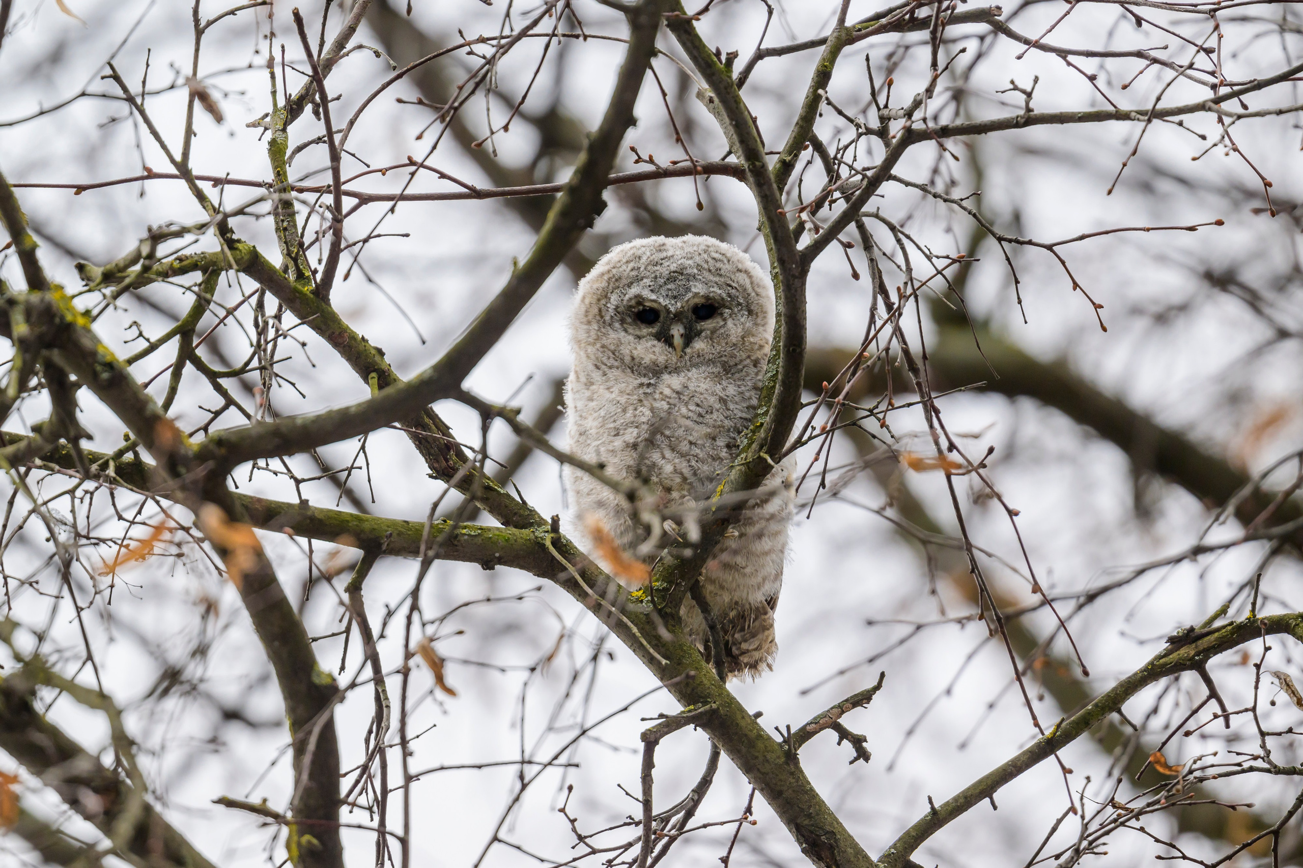 Шестой совенок. The sixth owlet. Фотограф Сергей Пупонин