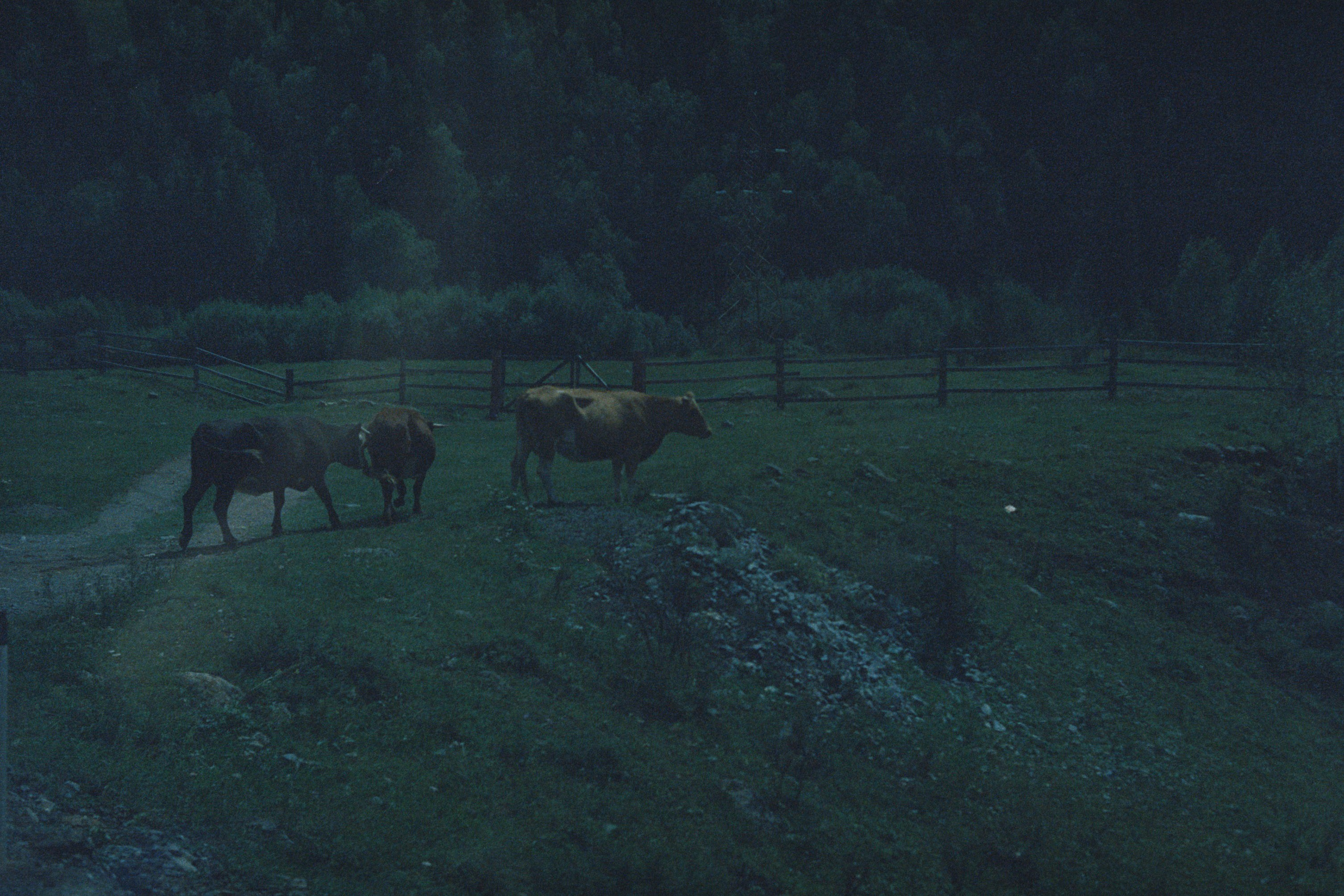 Altai \ august 2022 \ film. Коммерческий Фотограф Виктор Фоменых