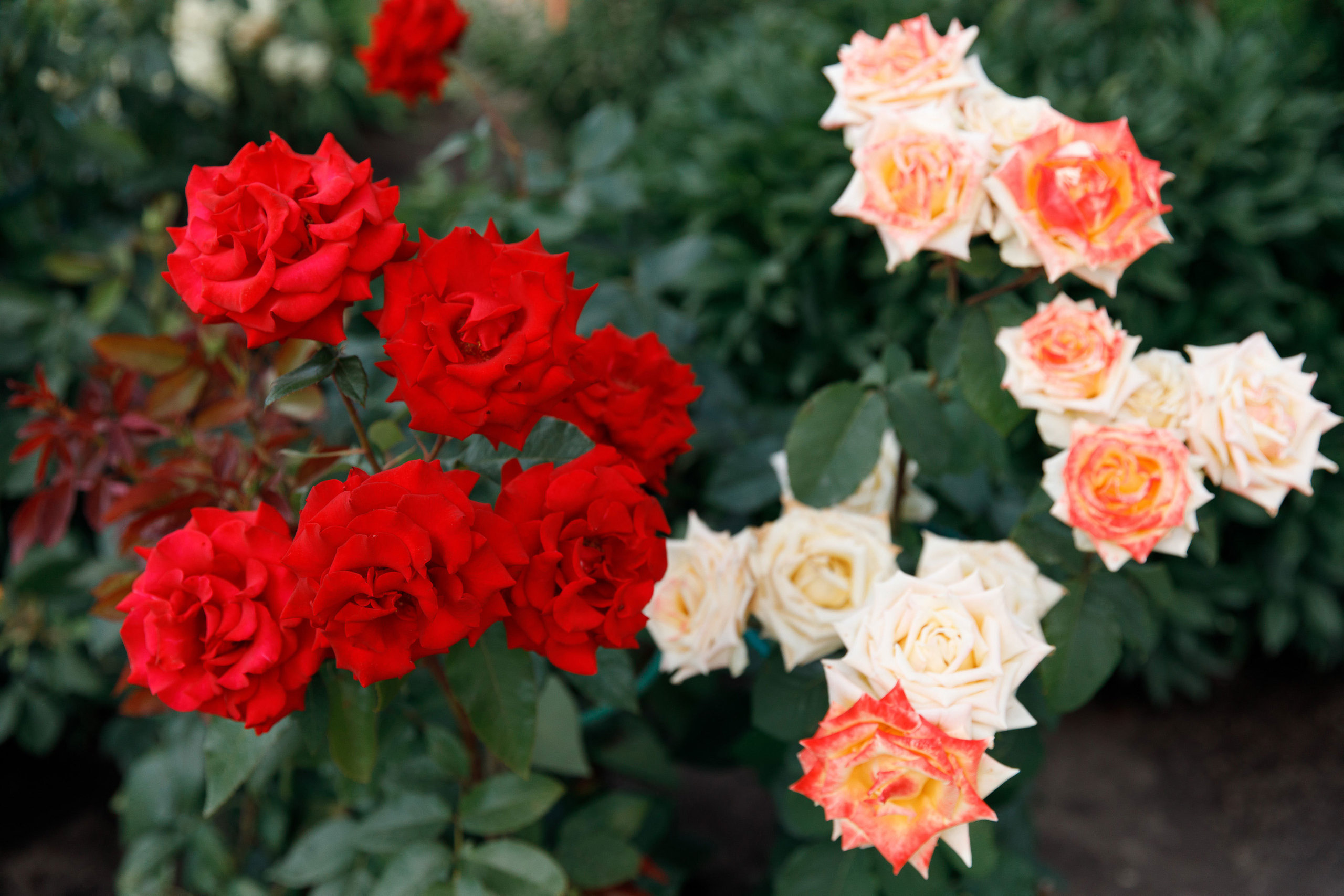 Фотограф на крещение в Сызрани. Свадебный, семейный и школьный фотограф в Сызрани Максим Баталов