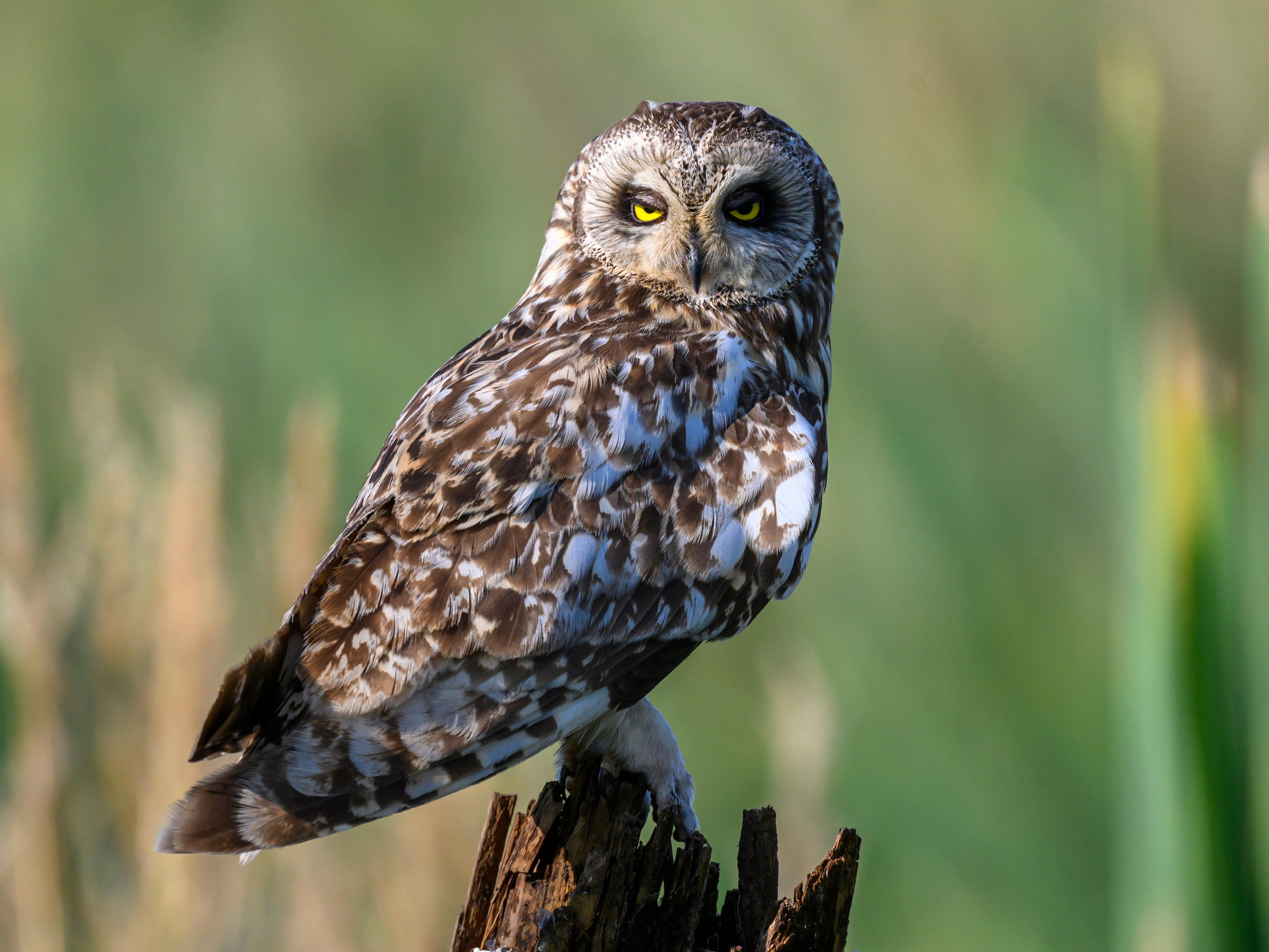 Совы умеют улыбаться. Owl can smile. Wildlife photography by Sergey Puponin