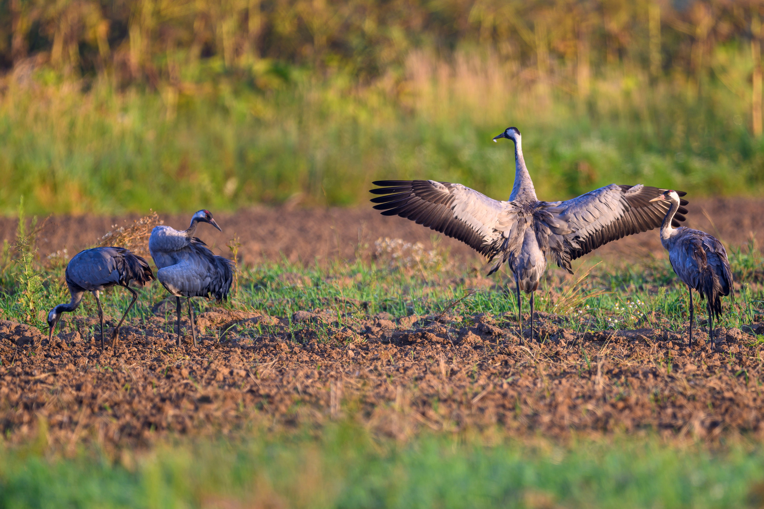 Стычка луня и осоеда, журавли. Wildlife photography by Sergey Puponin