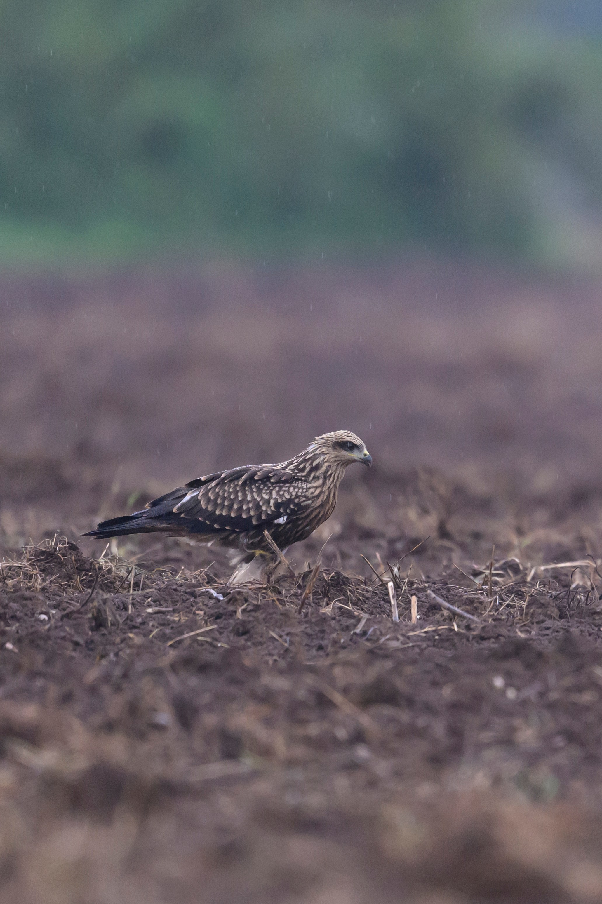 Журавли опять мимо. The cranes are passing by again. Фотограф Сергей Пупонин