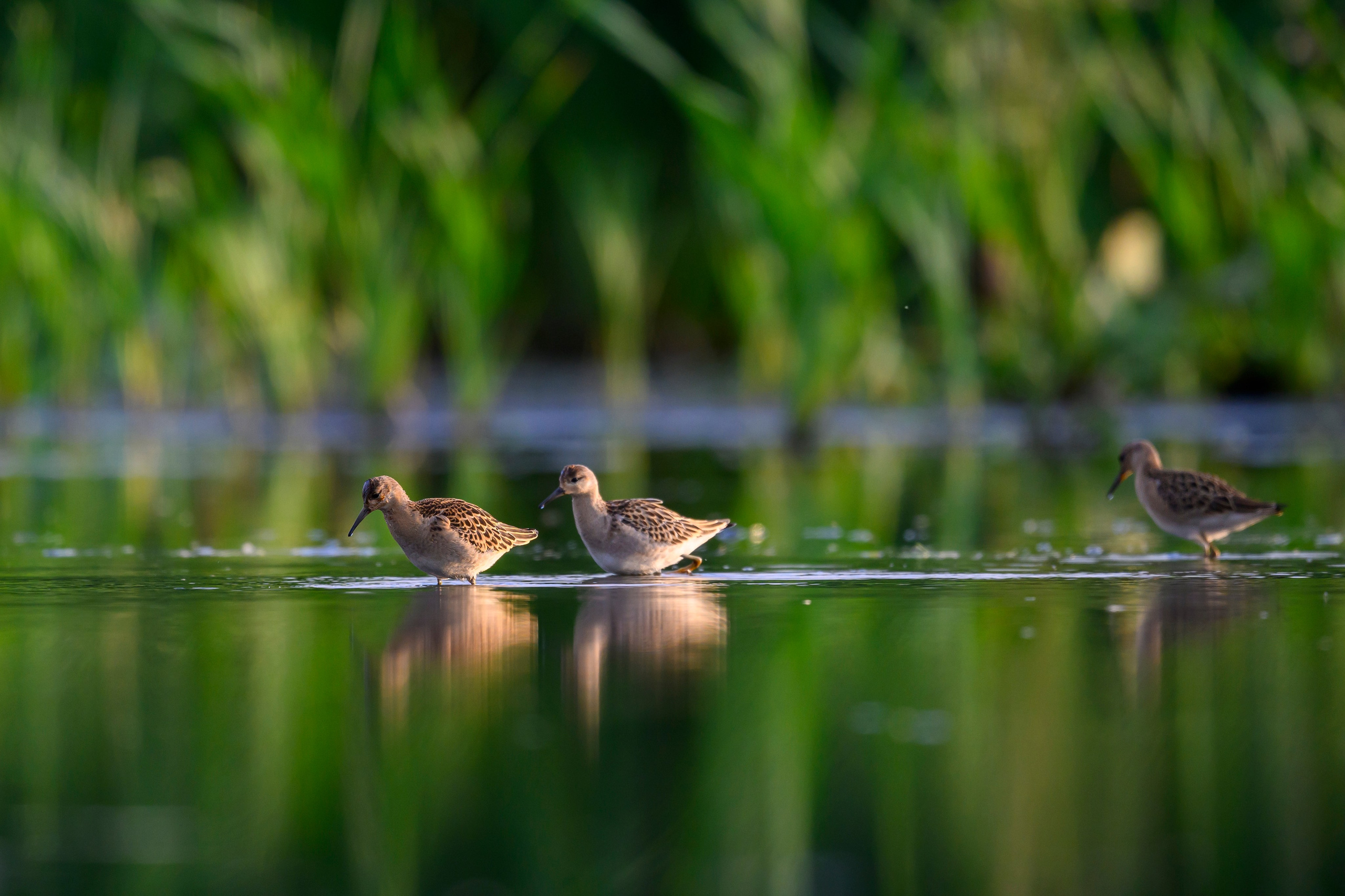 Веретенники, фифи и турухтаны. Godwits, Wood sandpipers and Ruffs. Фотограф Сергей Пупонин
