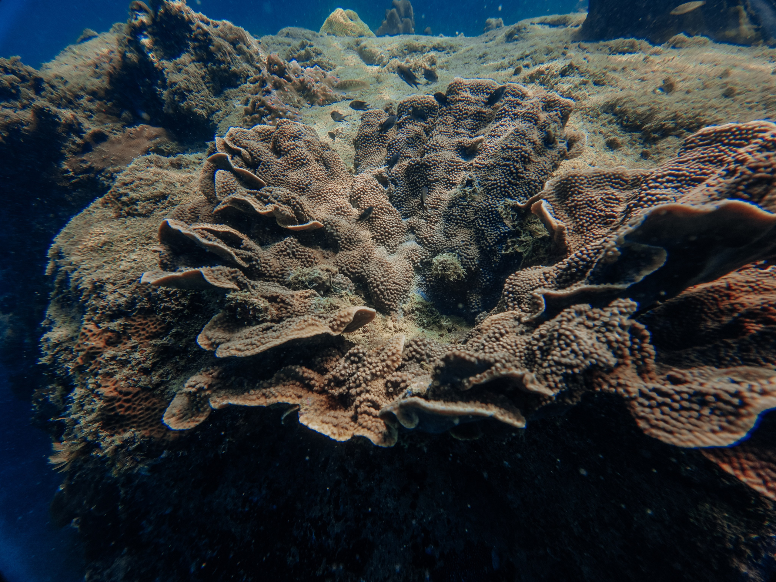 Для тех кто не боится сделать первый шаг. Дайвинг во Вьетнаме