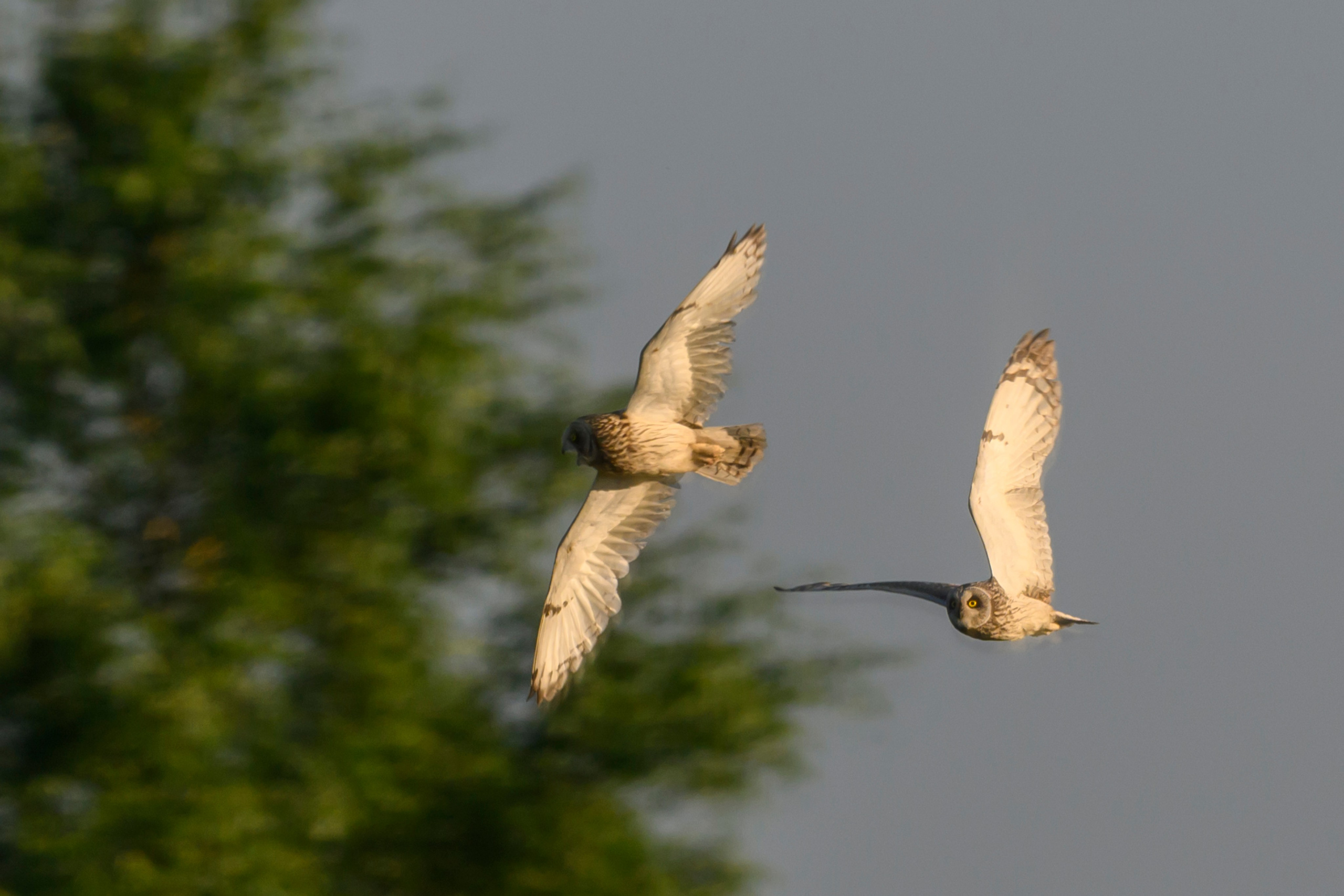 Битва сов и кормление совят. The Owl Battle and Feeding the Nestlings. Фотограф Сергей Пупонин