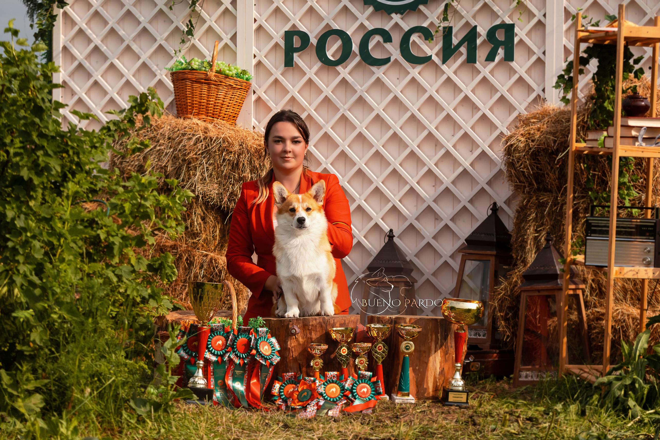 Собаки питомника Bueno Pardo. Питомник собак Акита, Хаски, Корги