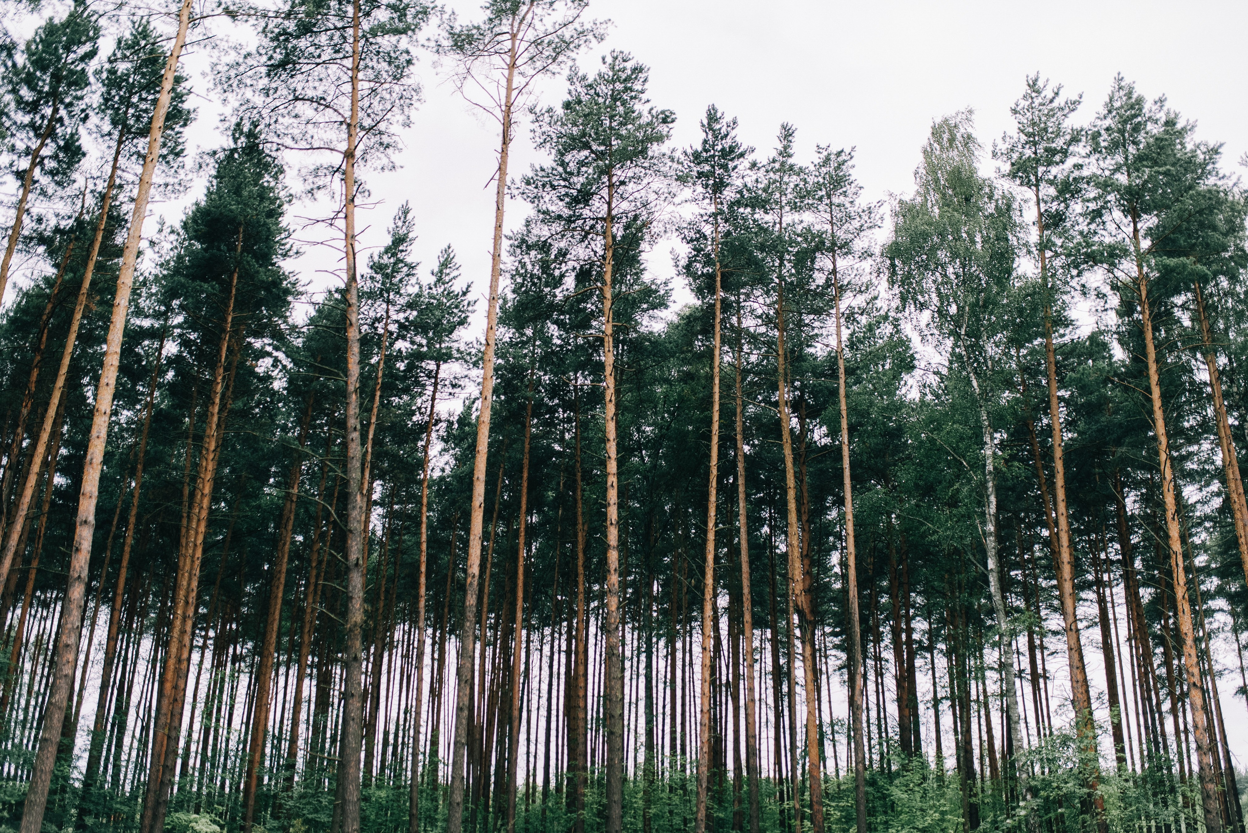 ДАША И ДАНЯ. Шашкова Вероника / Свадебный и семейный фотограф Москва и Ярославль