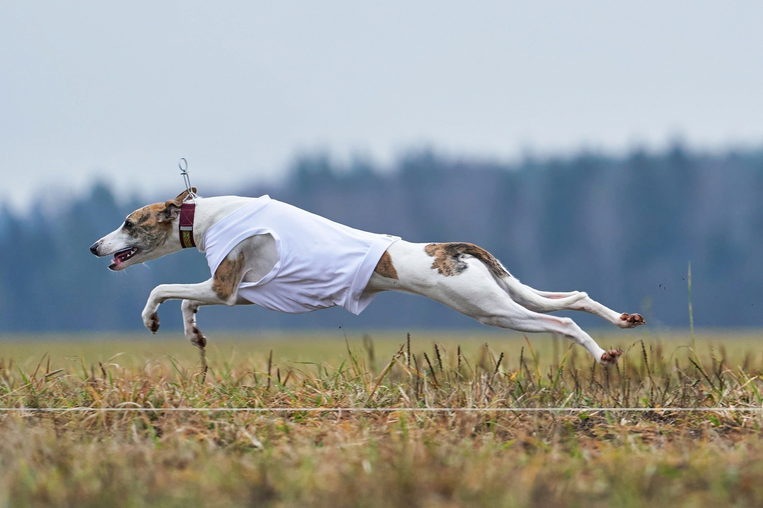Состязания свор «Тройки». Фотограф-анималист Михаил Манухин