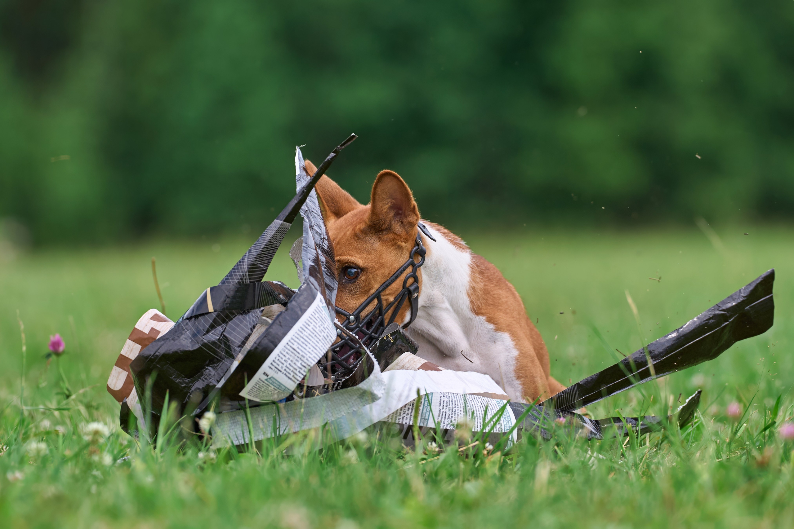 Тренировка по курсингу в Донино. Фотограф-анималист Михаил Манухин