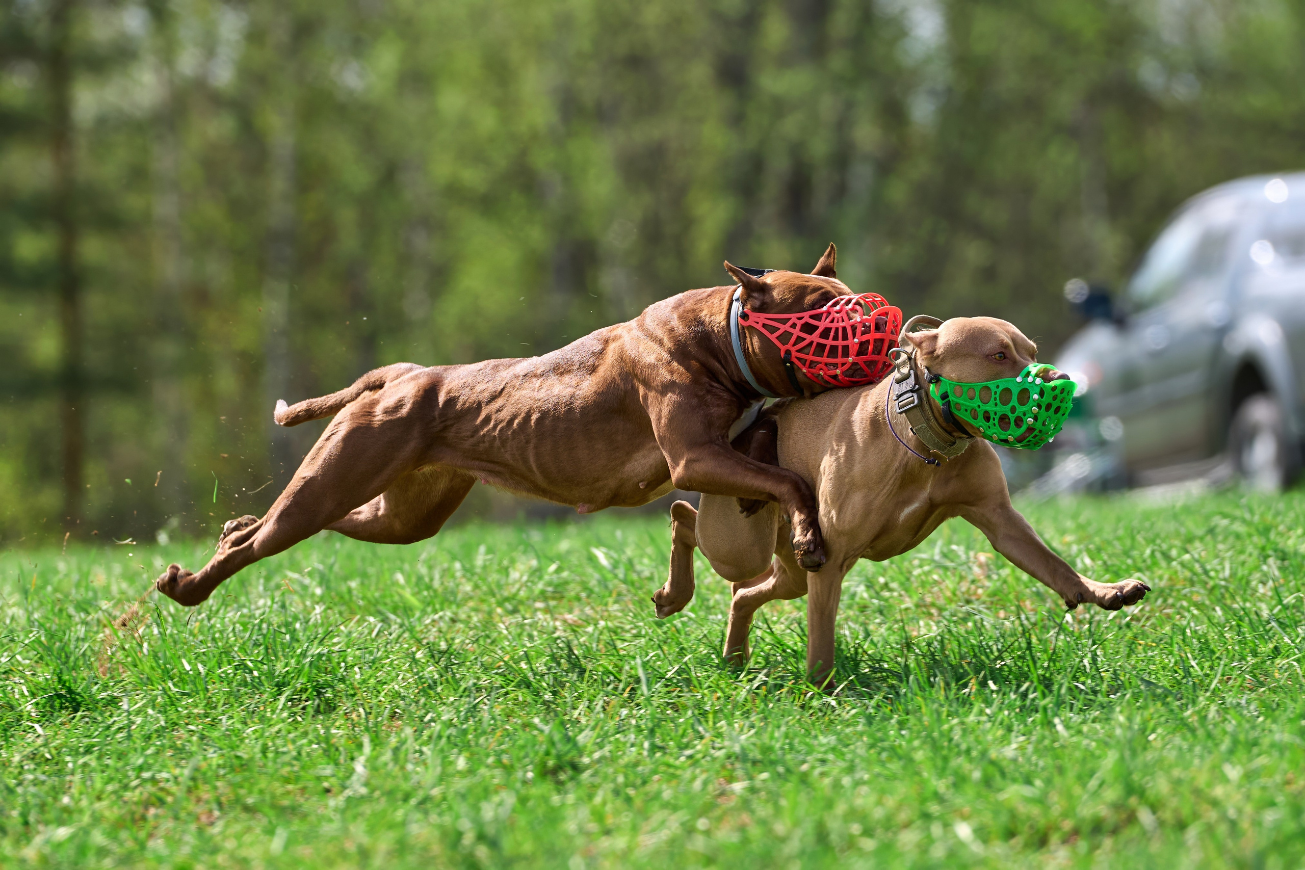 Тренировка по курсингу «на Ярославке». Фотограф-анималист Михаил Манухин