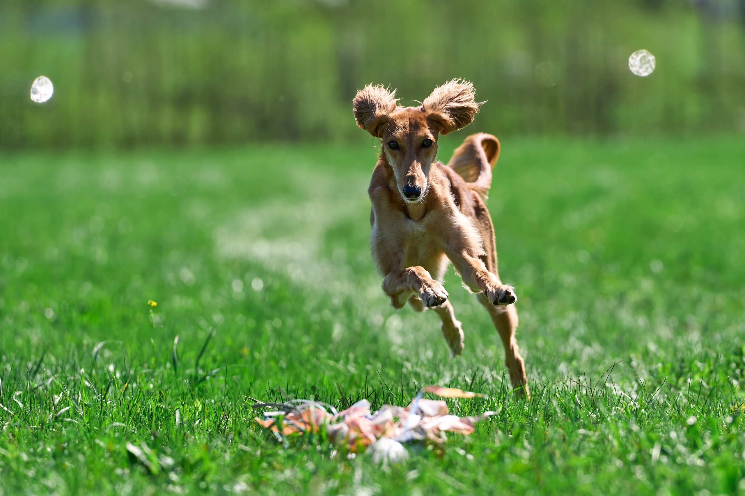 Тренировка по курсингу Донино. Фотограф-анималист Михаил Манухин