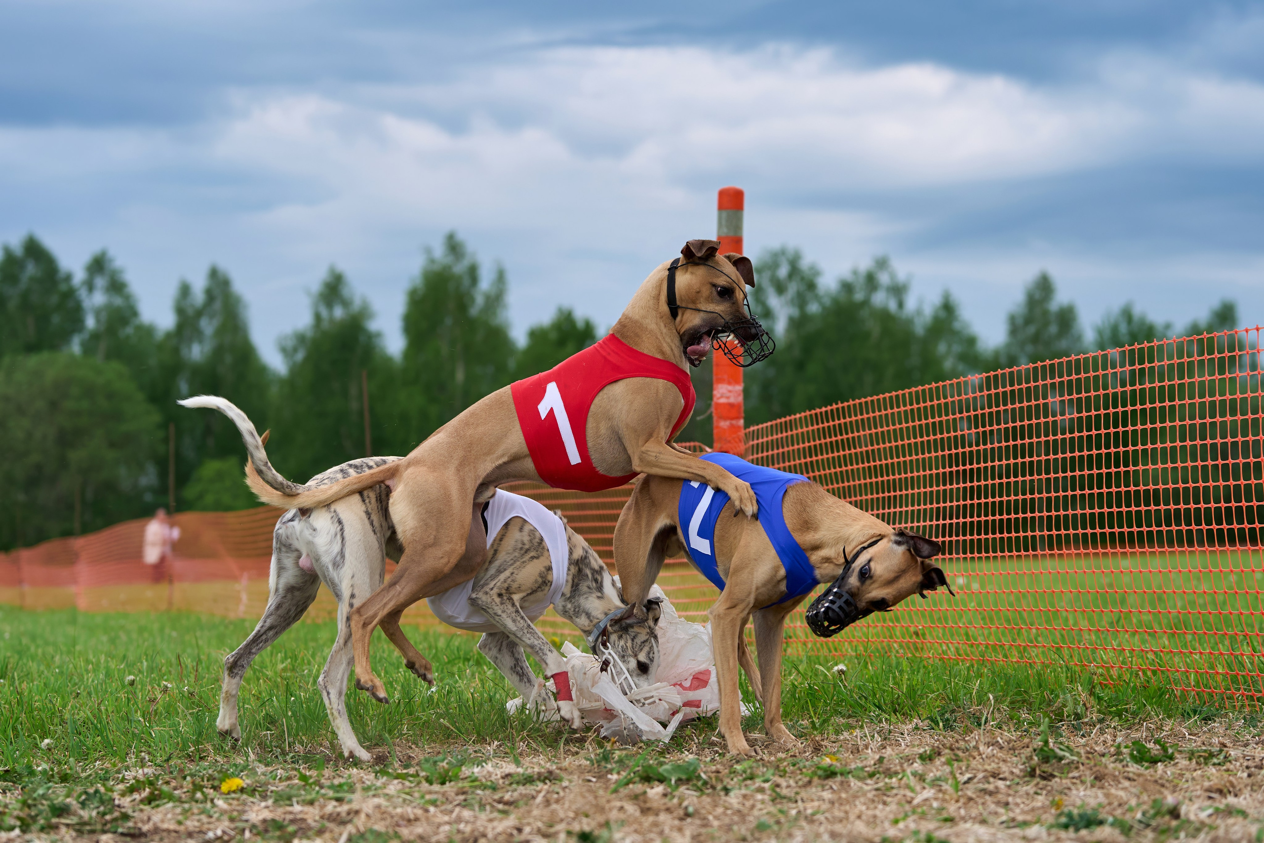 Квалификация по рейсингу. РАЛББ и Курсинг на Ярославке. Фотограф-анималист Михаил Манухин