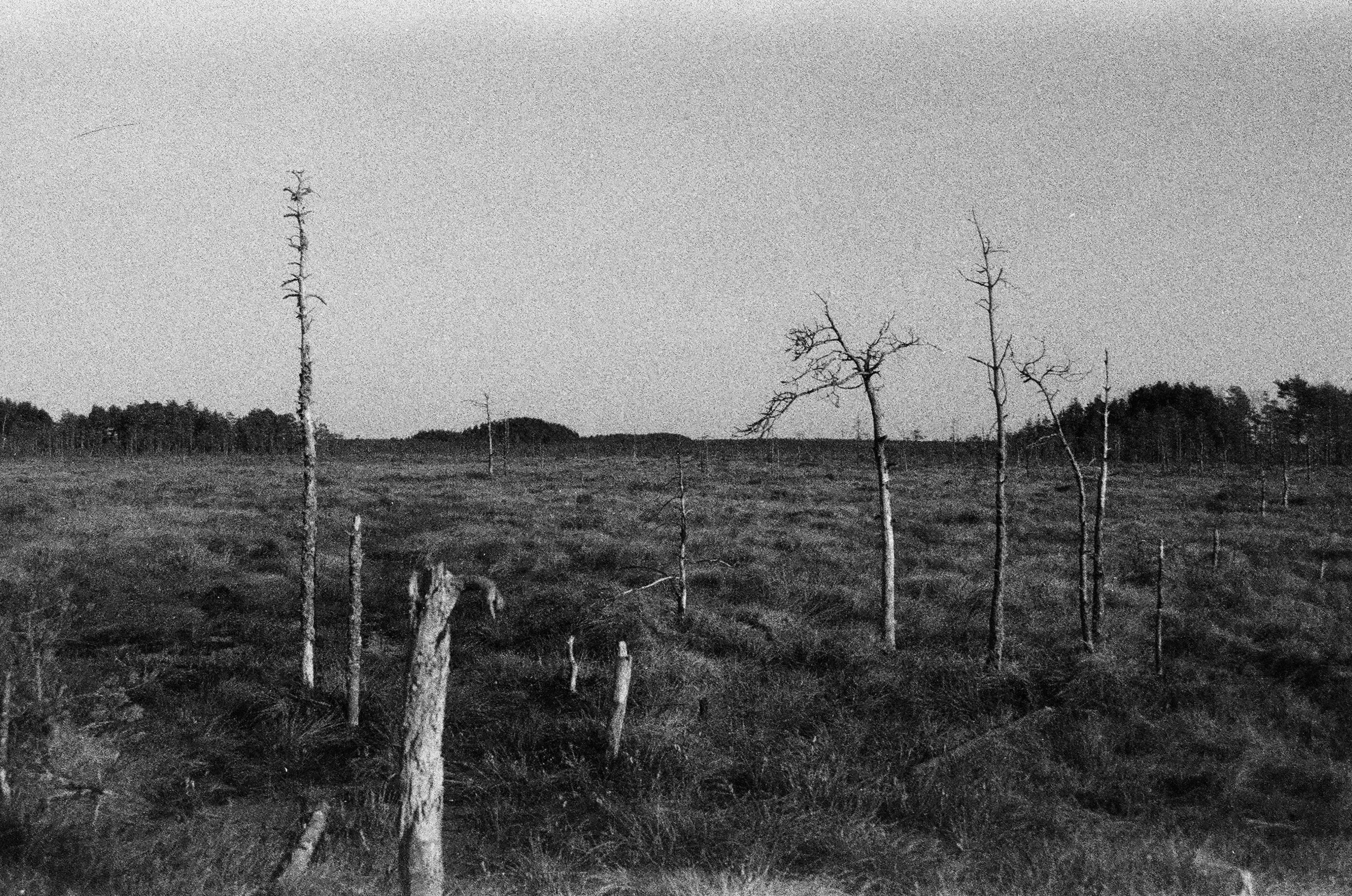 Шум. Катрин Эдельвак