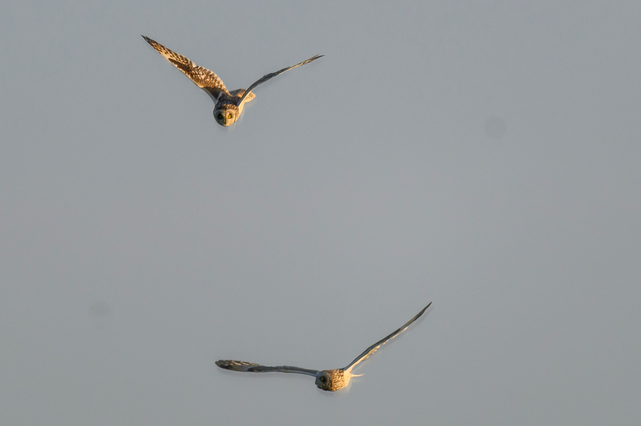 Битва сов и кормление совят. The Owl Battle and Feeding the Nestlings. Фотограф Сергей Пупонин
