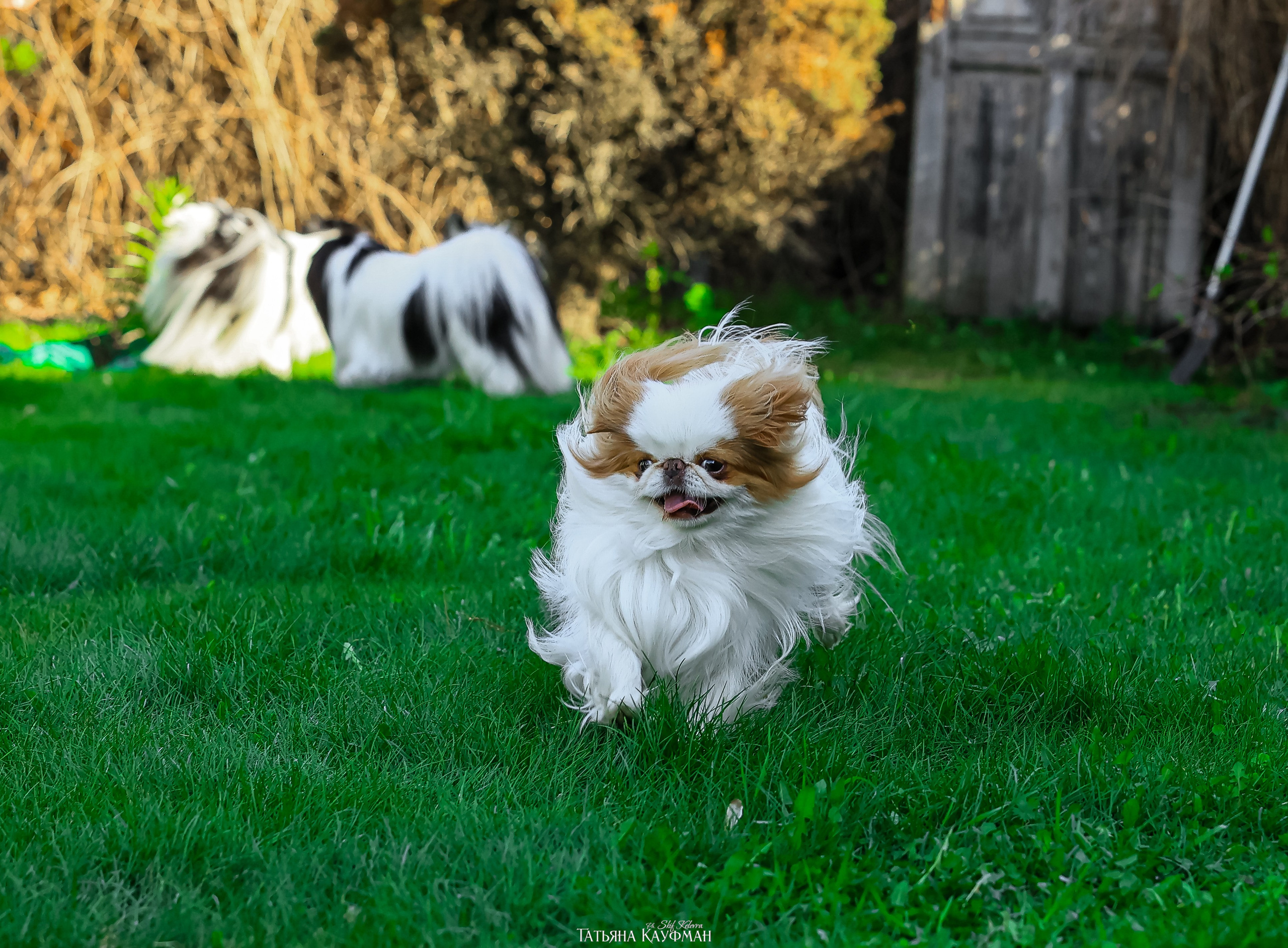 Японский хин, фотография японский хин, собака в цветах, красивая собака, фотограф анималист, фотокурс Анималистика, научиться фотографировать собак, фотограф Новосибирск