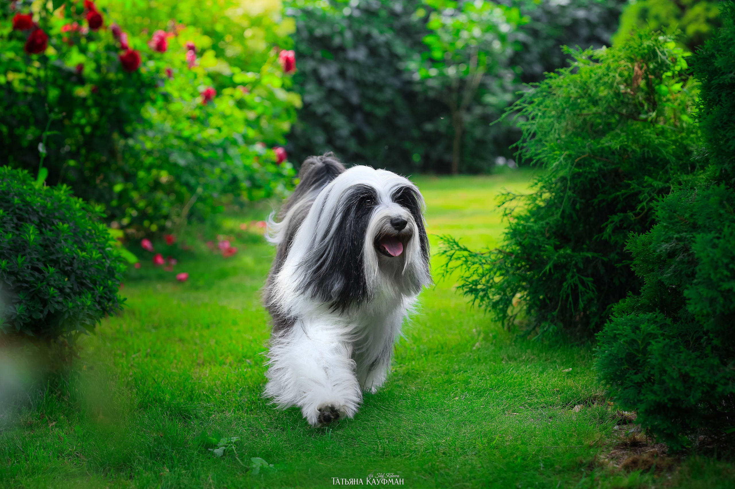 Тибетские терьеры. Фотограф Анималист из Новосибирска Татьяна Кауфман