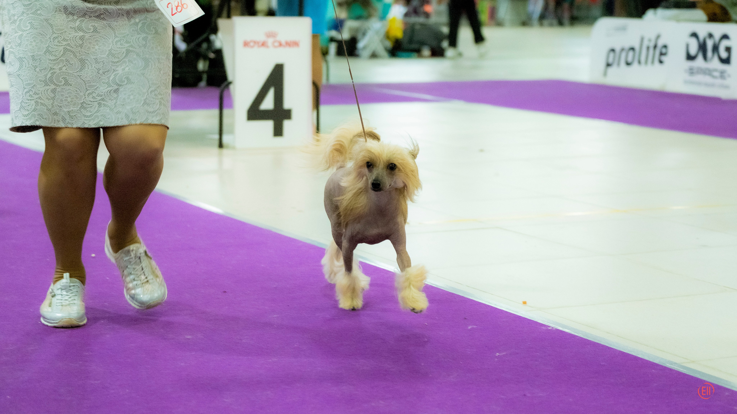 Poale Ell Cooper. Chinese Crested Dog Kennel Poale Ell