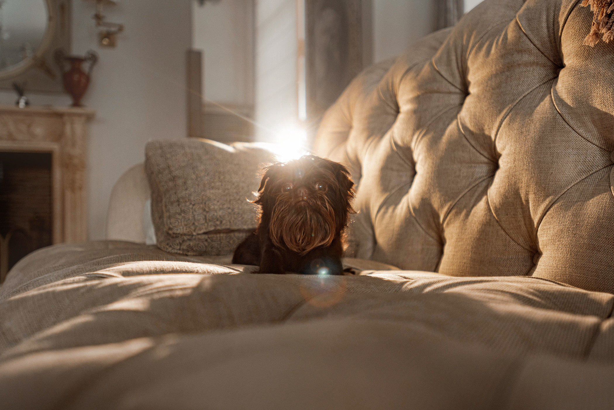 Шоколодная Чока и Оксана. Фотограф — анималист Саратов/Москва|Плужникова Юлия