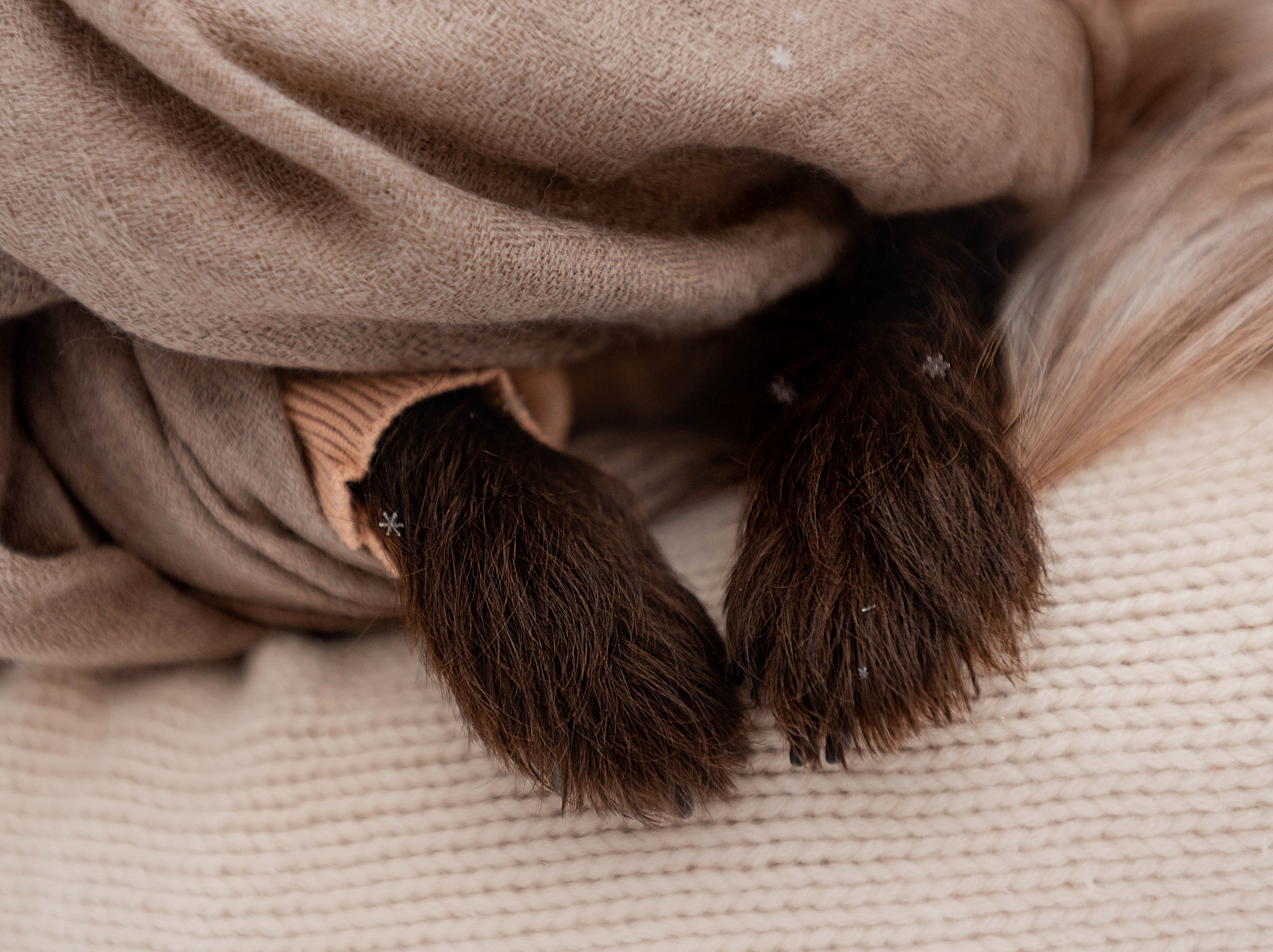 Шоколодная Чока и Оксана. Фотограф — анималист Саратов/Москва|Плужникова Юлия