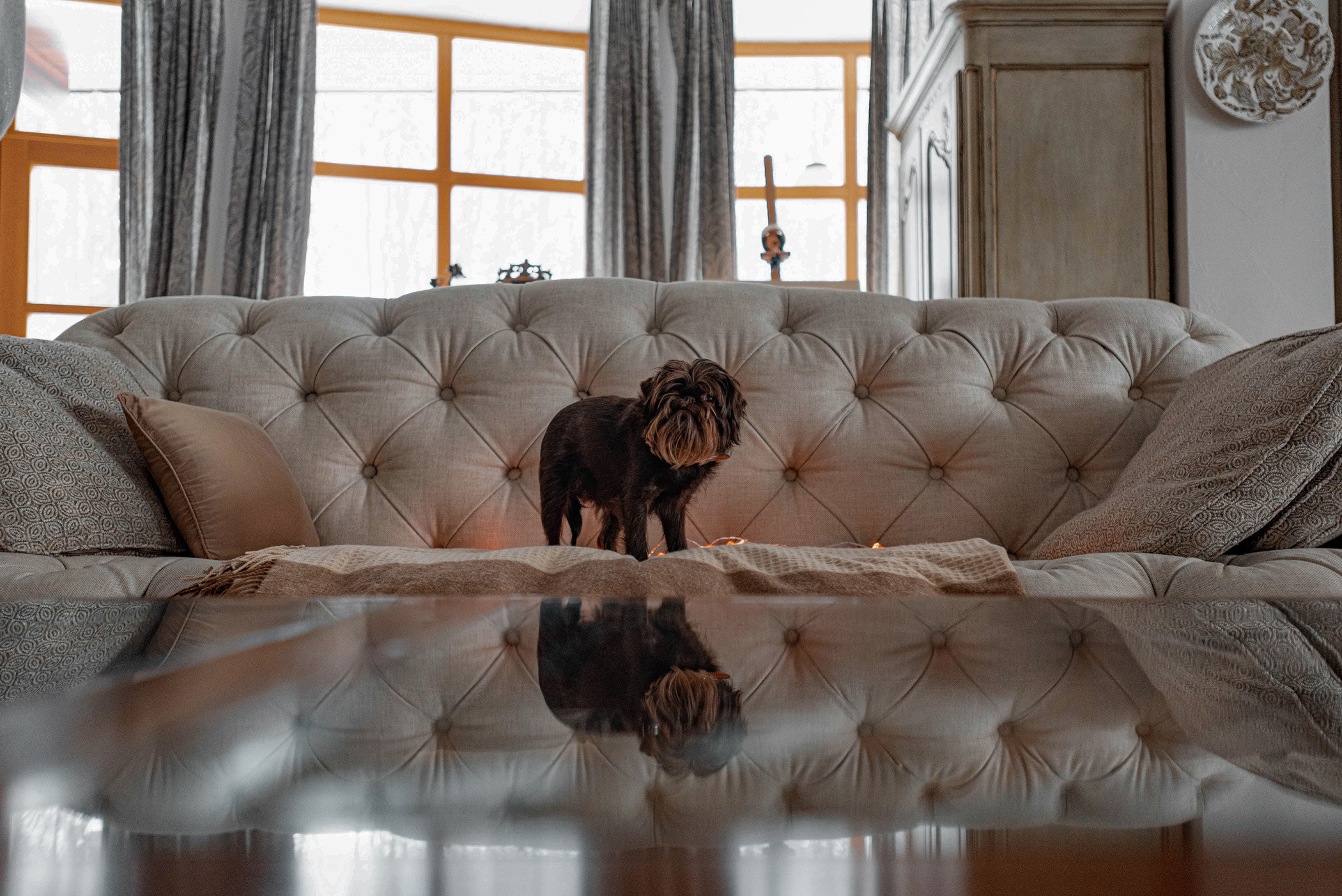 Шоколодная Чока и Оксана. Фотограф — анималист Саратов/Москва|Плужникова Юлия