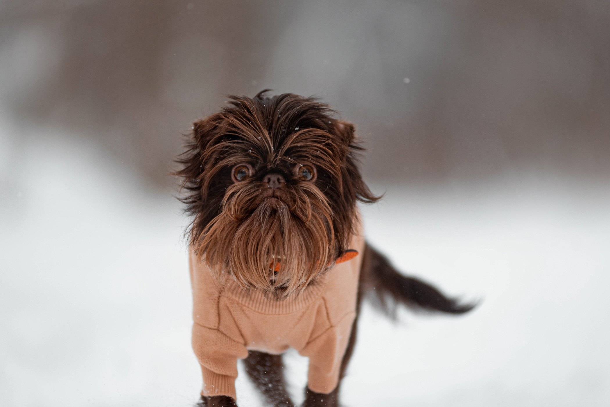 Шоколодная Чока и Оксана. Фотограф — анималист Саратов/Москва|Плужникова Юлия