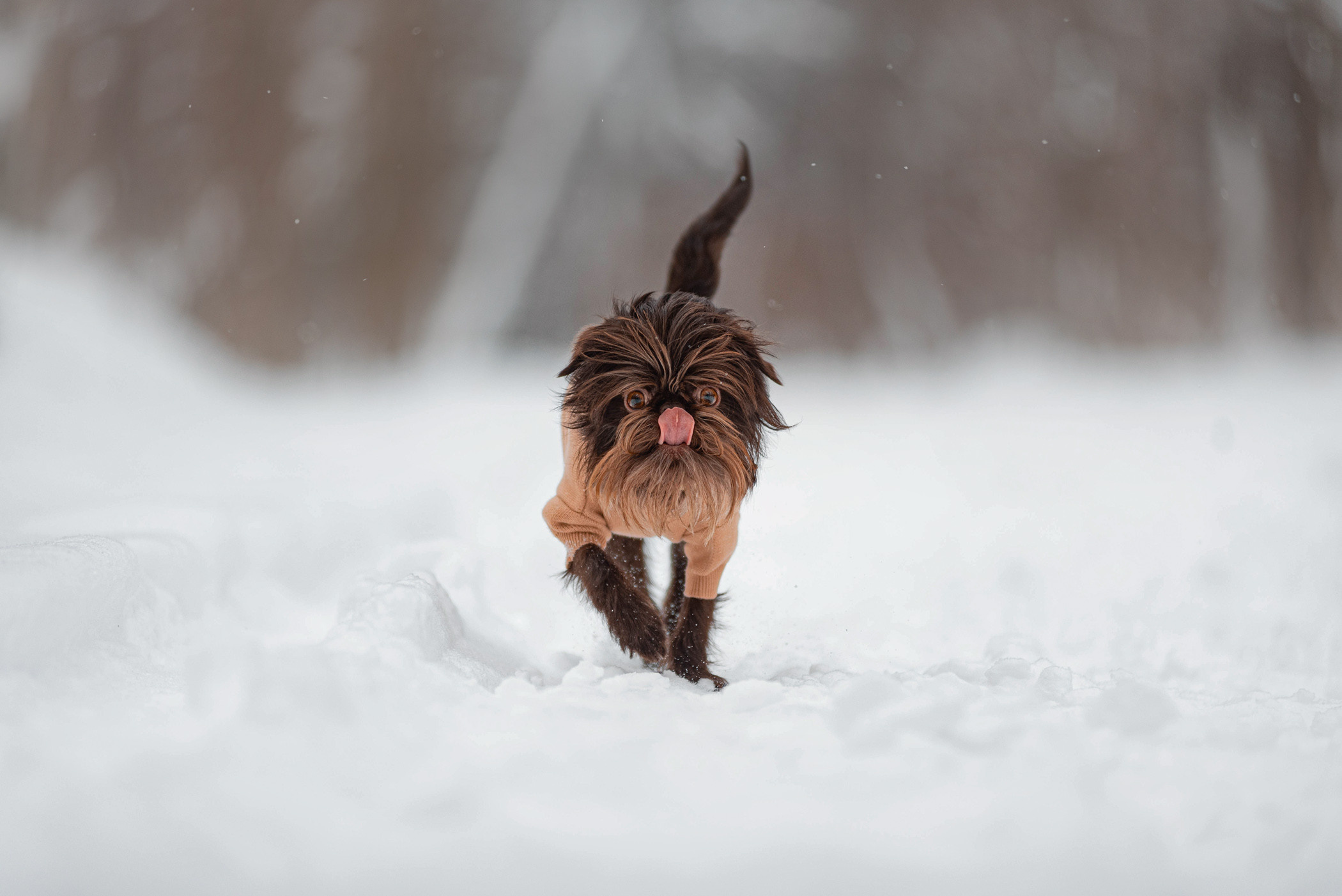 Шоколодная Чока и Оксана. Фотограф — анималист Саратов/Москва|Плужникова Юлия