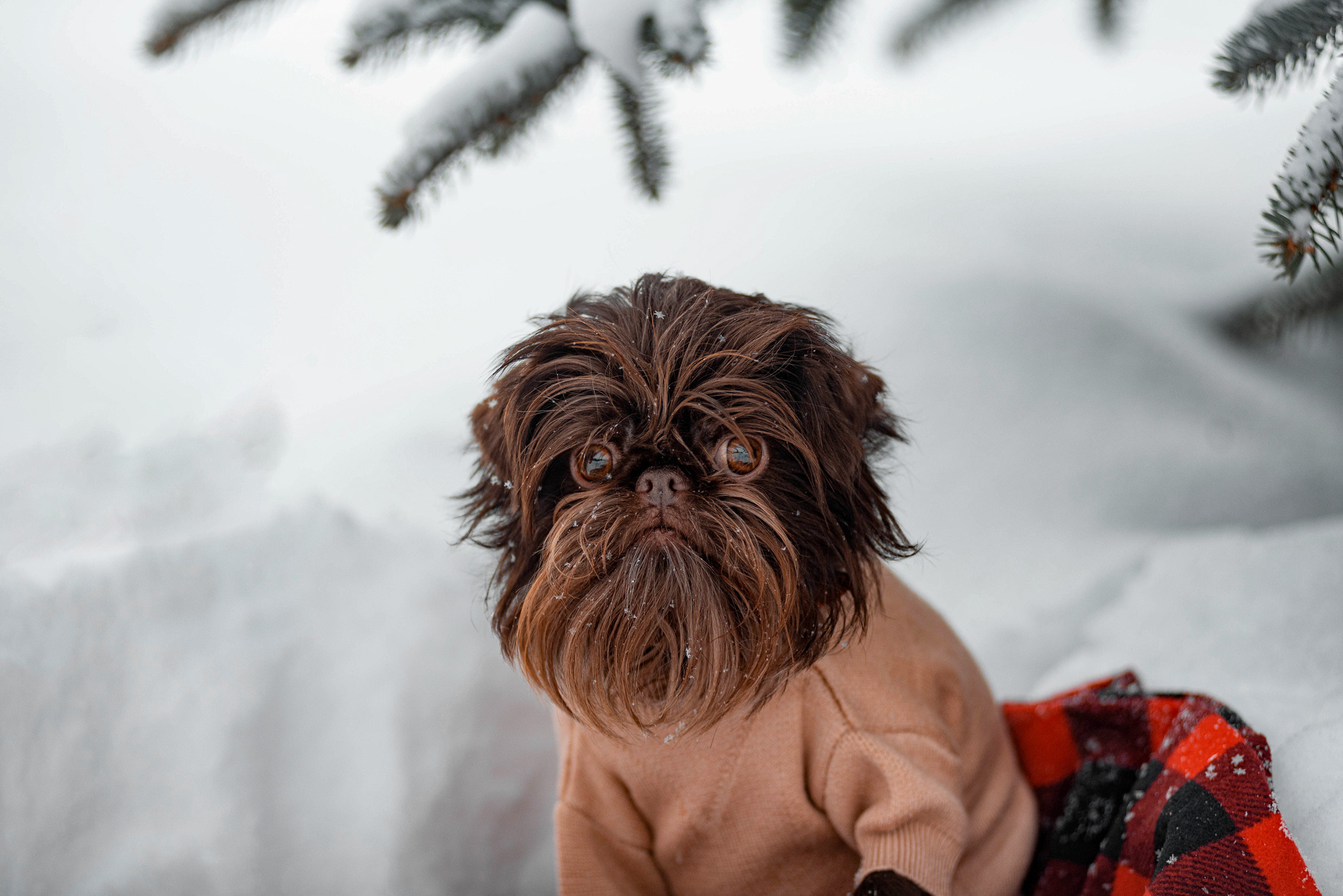 Шоколодная Чока и Оксана. Фотограф — анималист Саратов/Москва|Плужникова Юлия