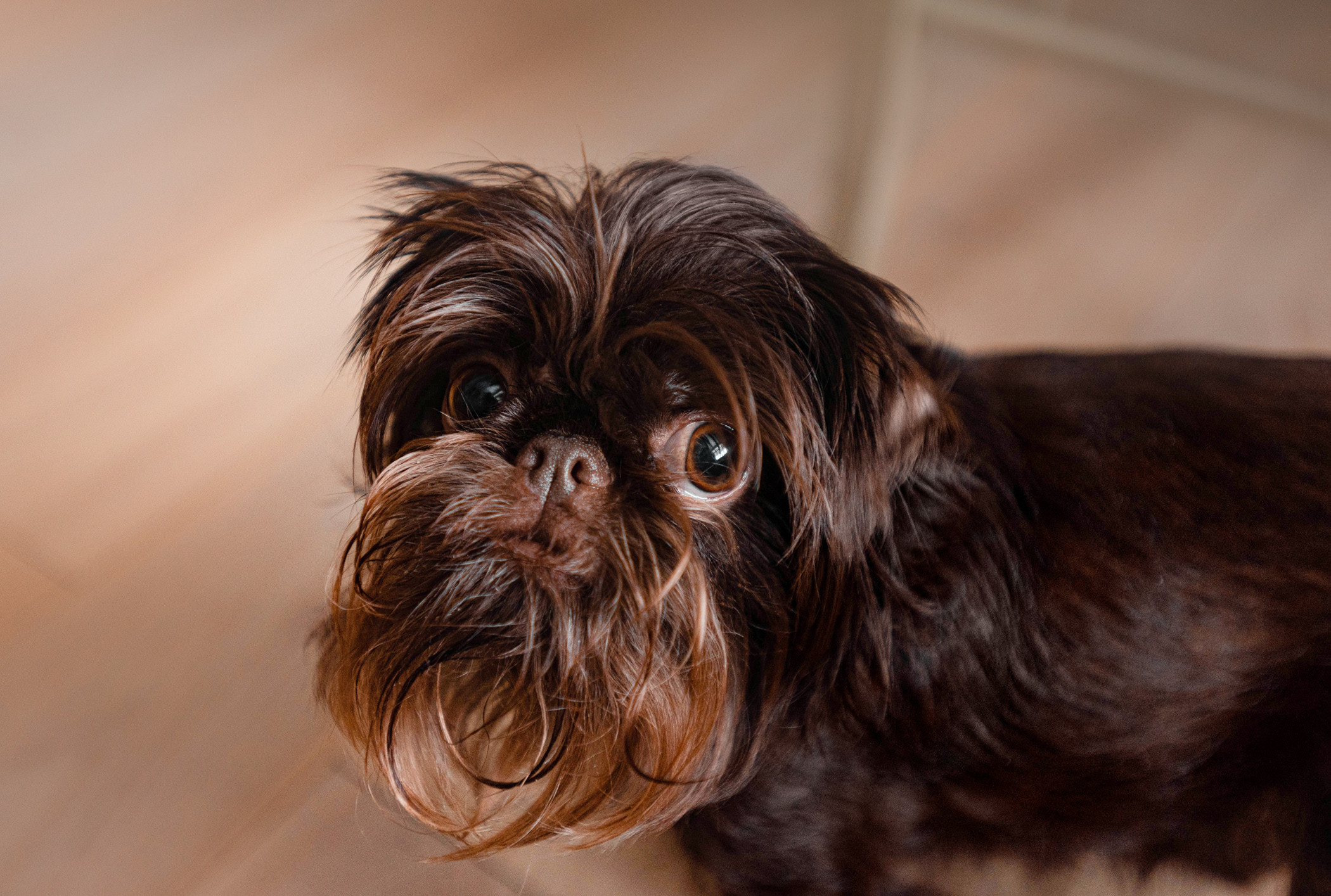 Шоколодная Чока и Оксана. Фотограф — анималист Саратов/Москва|Плужникова Юлия