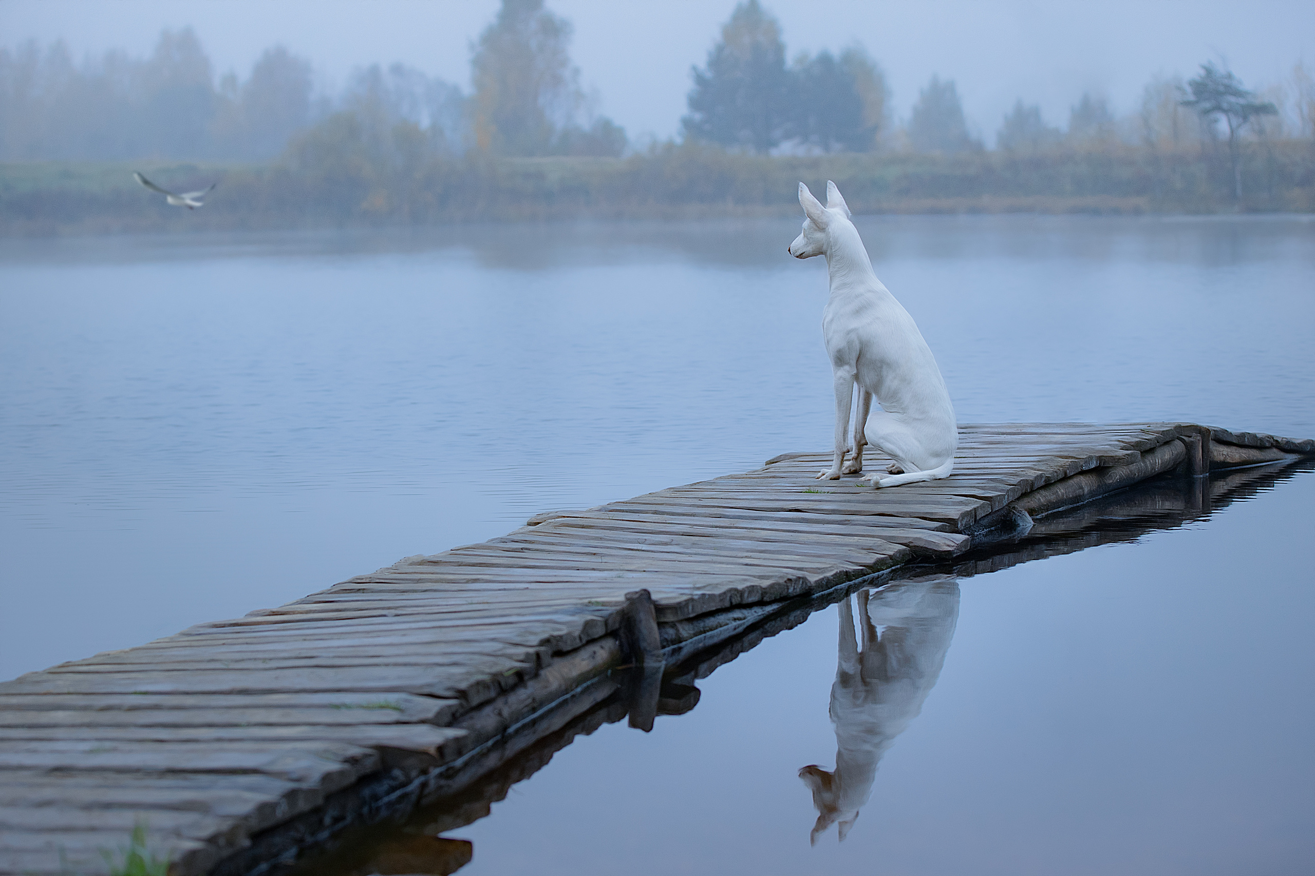 Фотограф анималист в Санкт-Петербурге Светлана Писарева