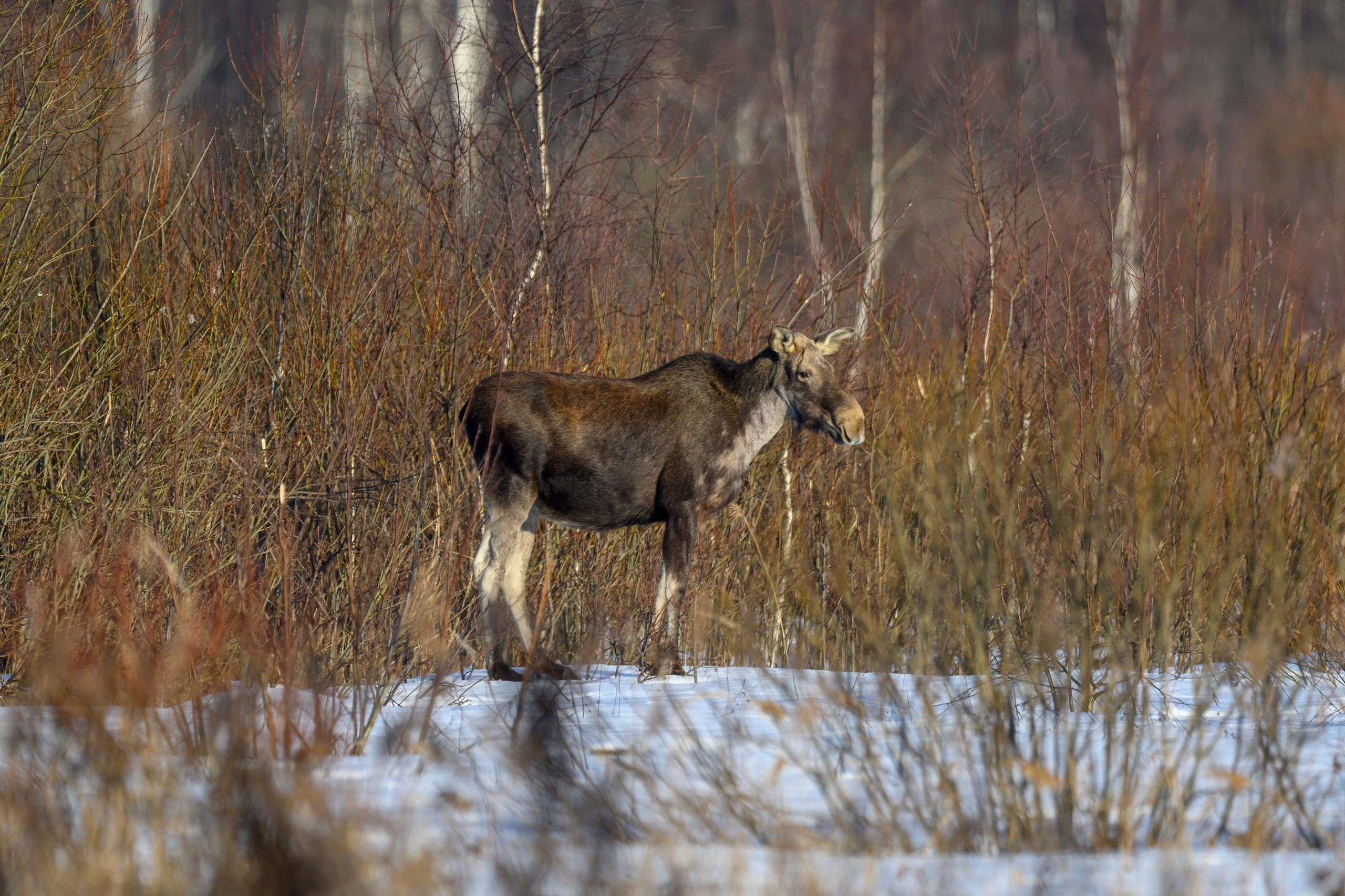 Лоси и куропатки. Фотограф Сергей Пупонин