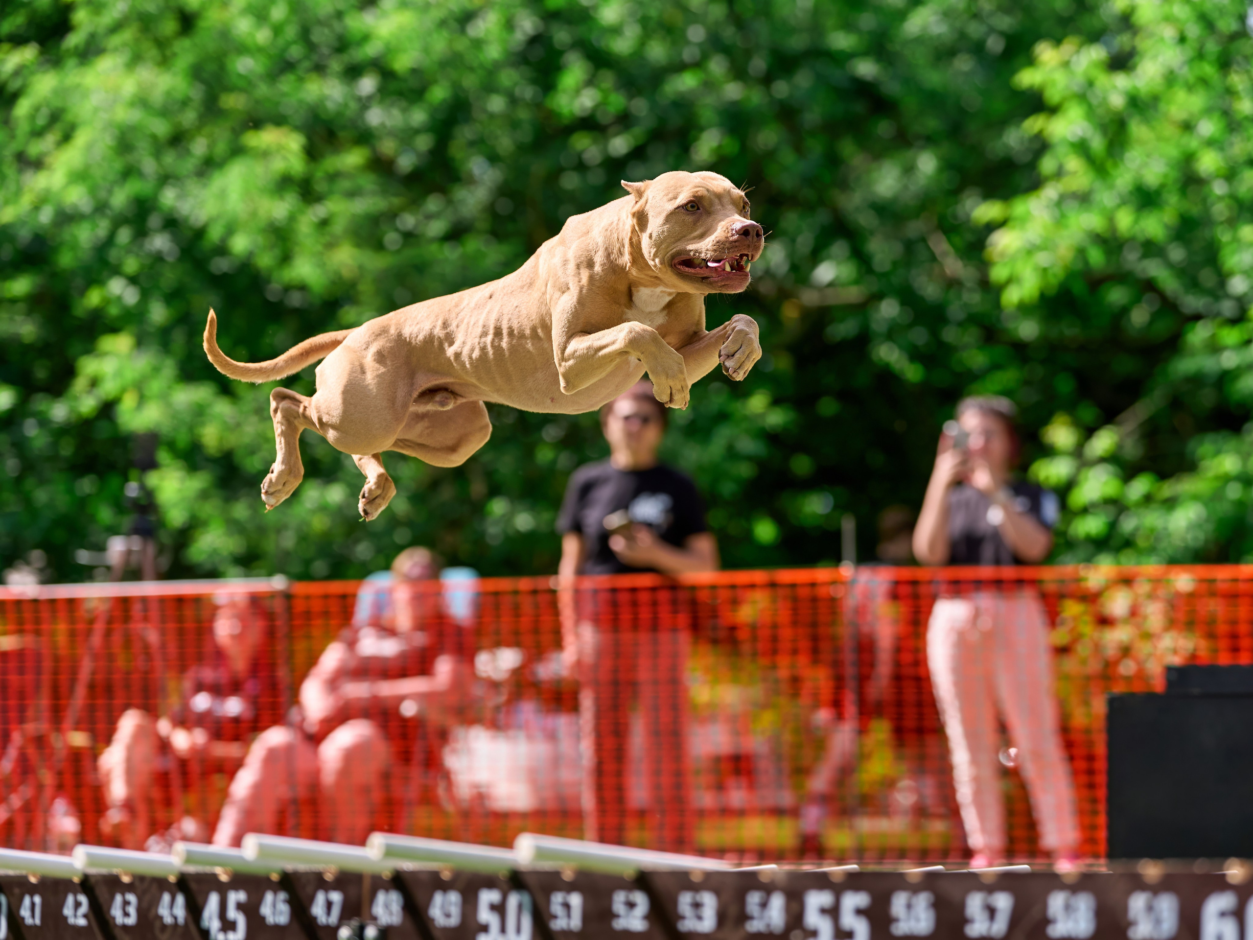 Двухдневные соревнования «Jump'n'Gym Fest — 2024». Фотограф-анималист Михаил Манухин