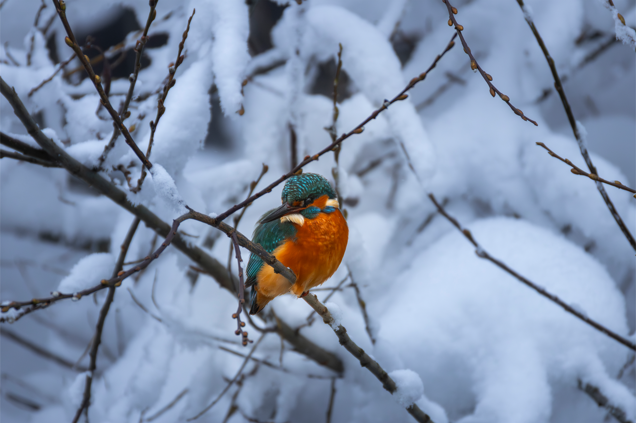 Фотограф дикой природы Роман Исаенков