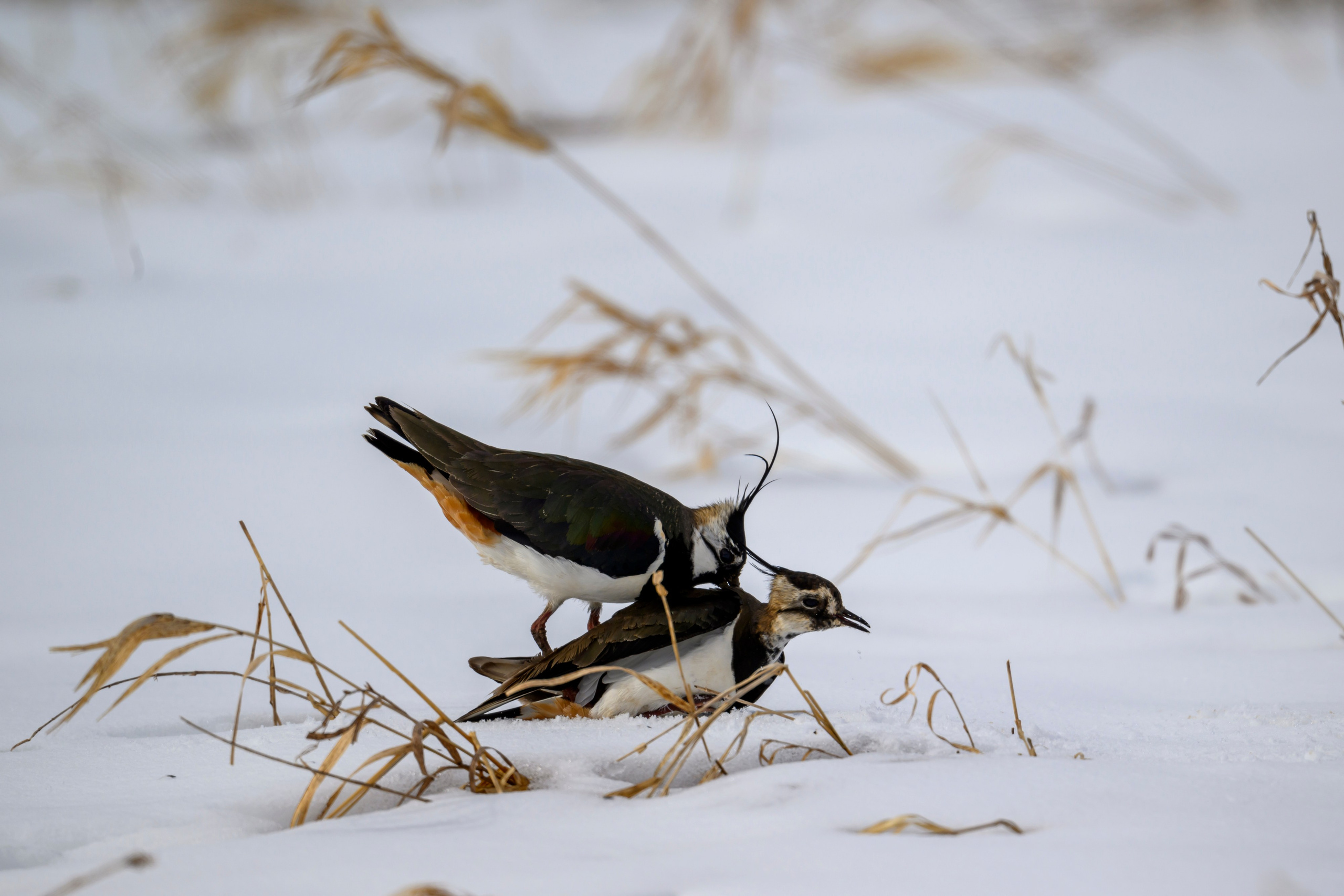 Сова, журавли и свадьба чибисов. Wildlife photography by Sergey Puponin