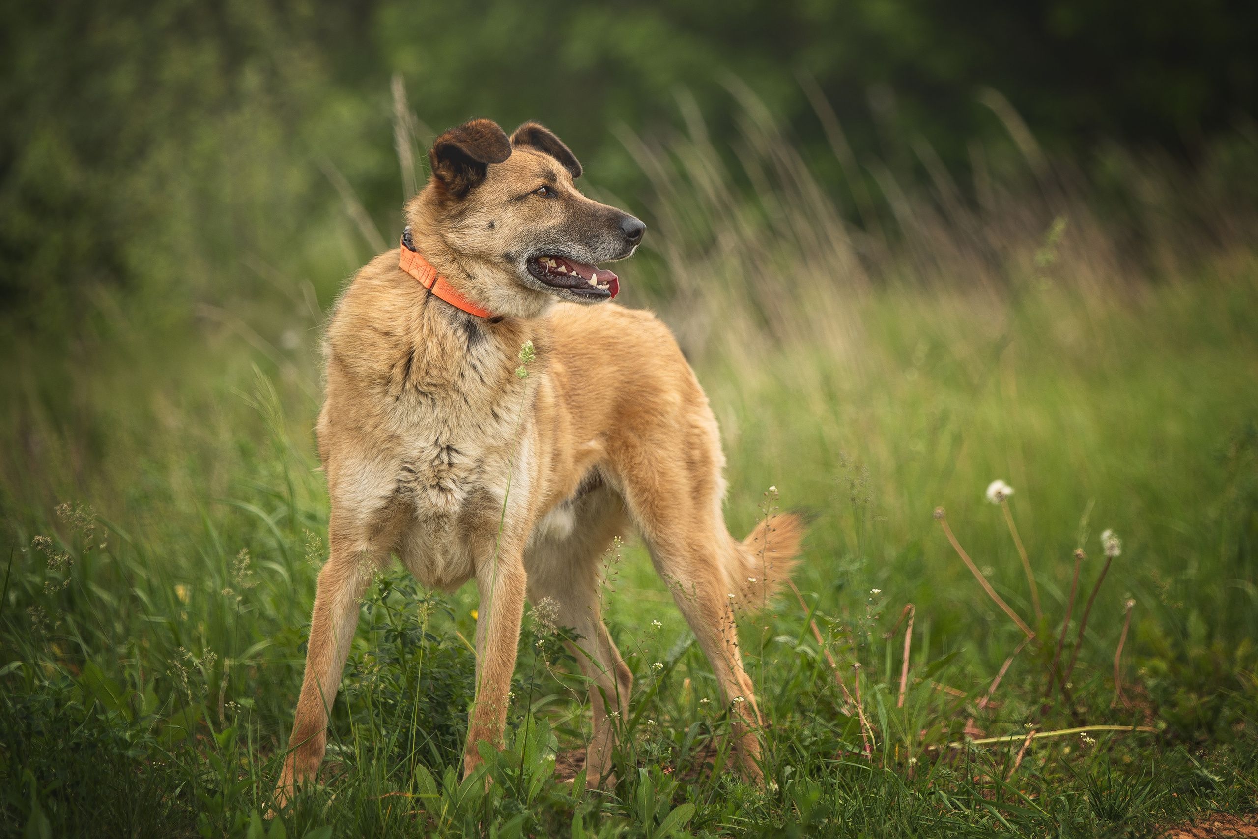 ИЩУТ ДОМ. Фотограф-анималист в Москве и Подмосковье