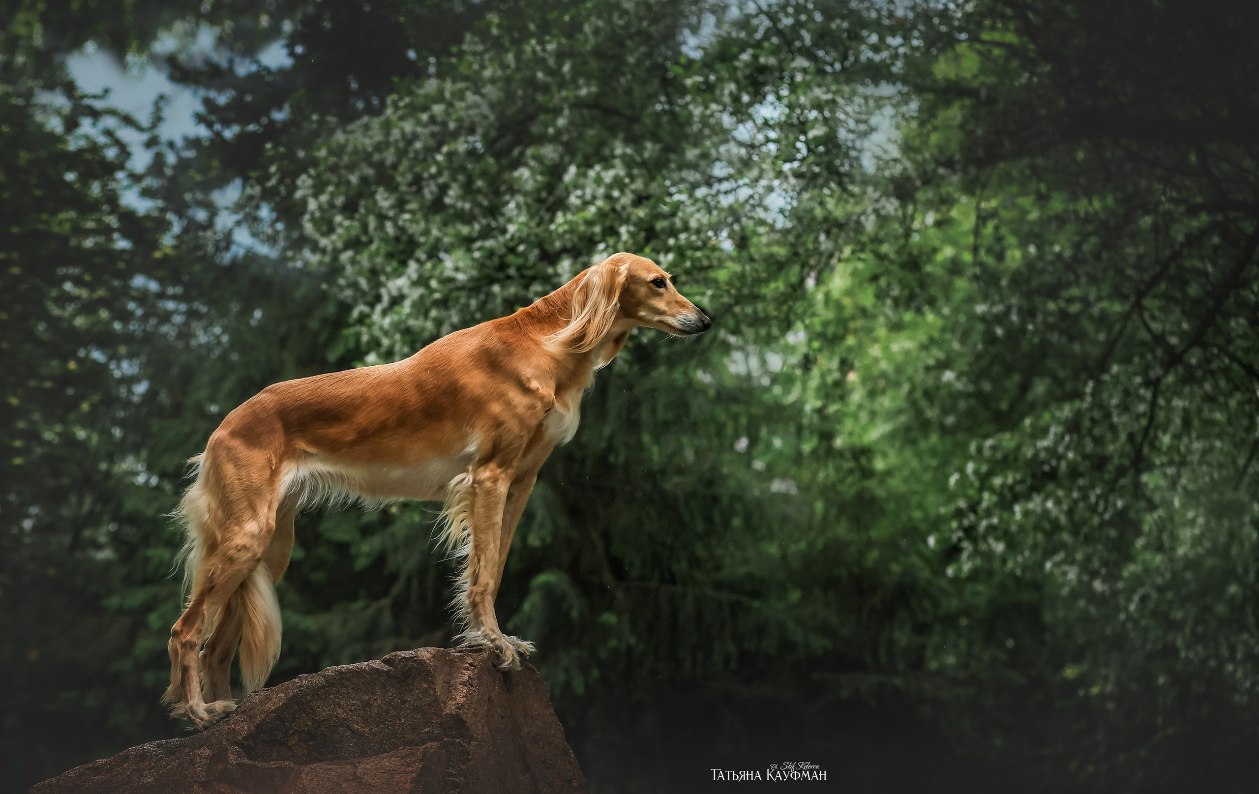 Салюки, фотография салюки, собака в цветах, красивая собака, фотограф анималист, фотокурс Анималистика, научиться фотографировать собак, фотограф Новосибирск