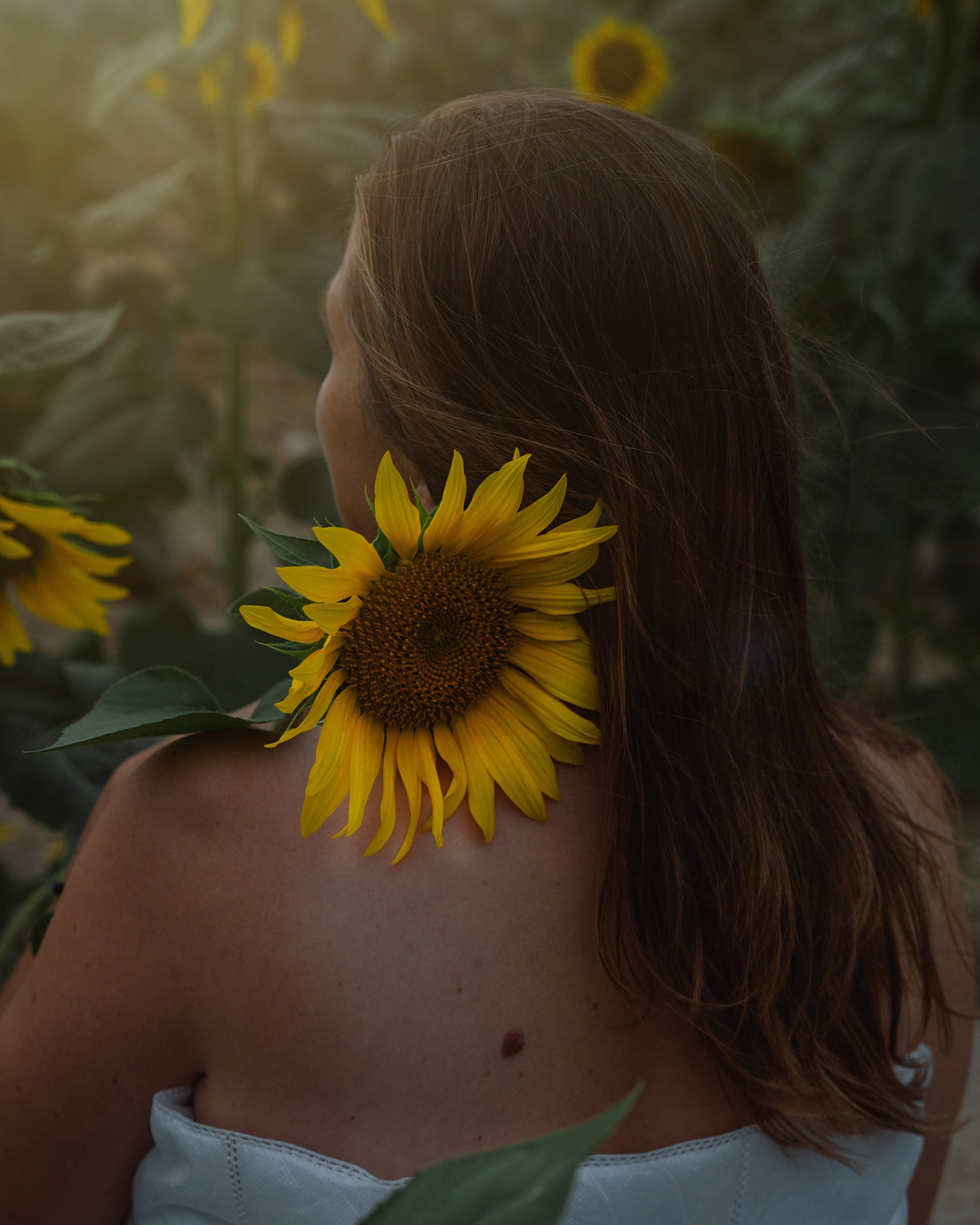 фотография с подсолнухом