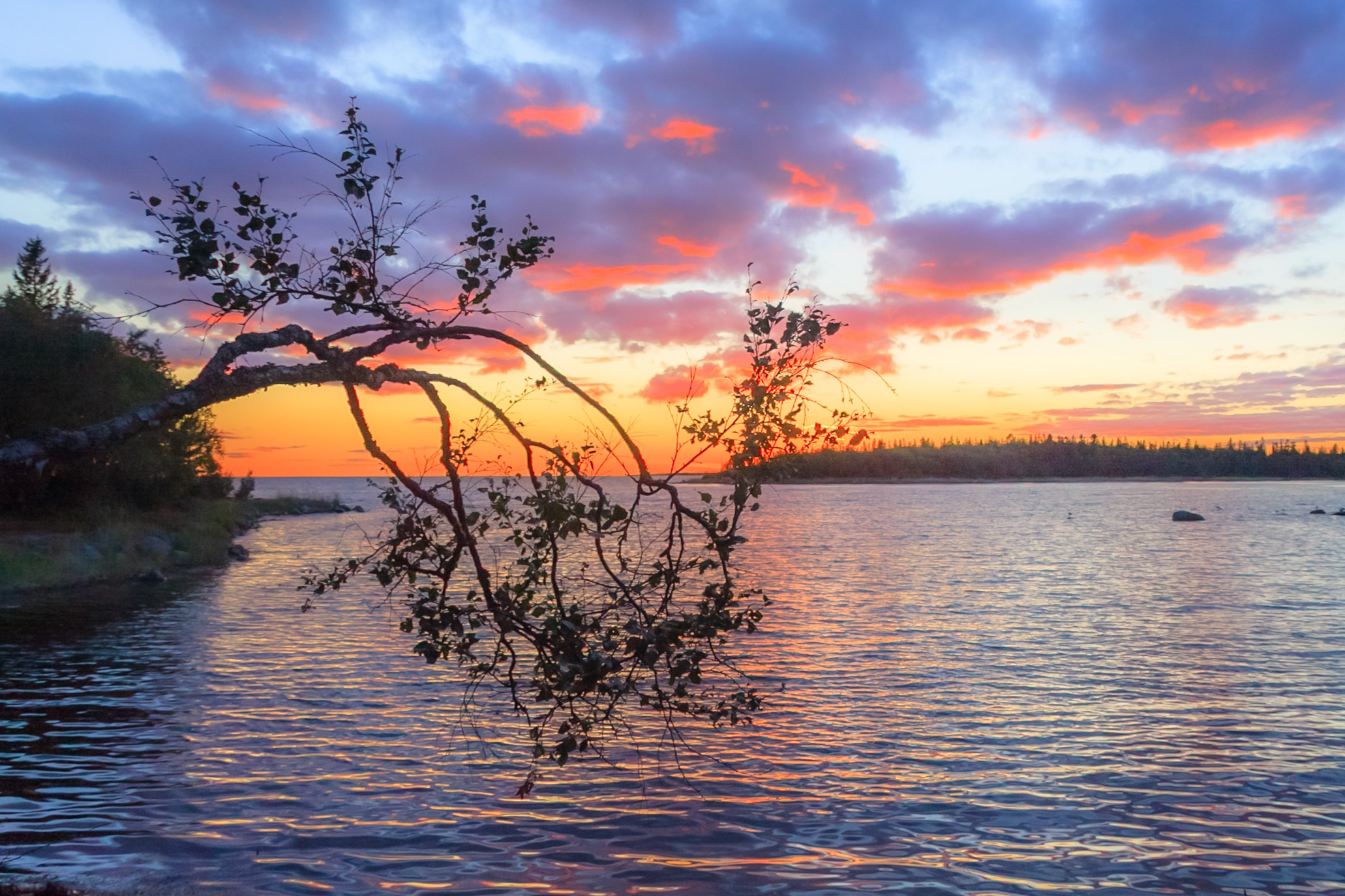 Портрет дерева. Свадьбы, портретная, предметная съемка. Фотограф Александр К