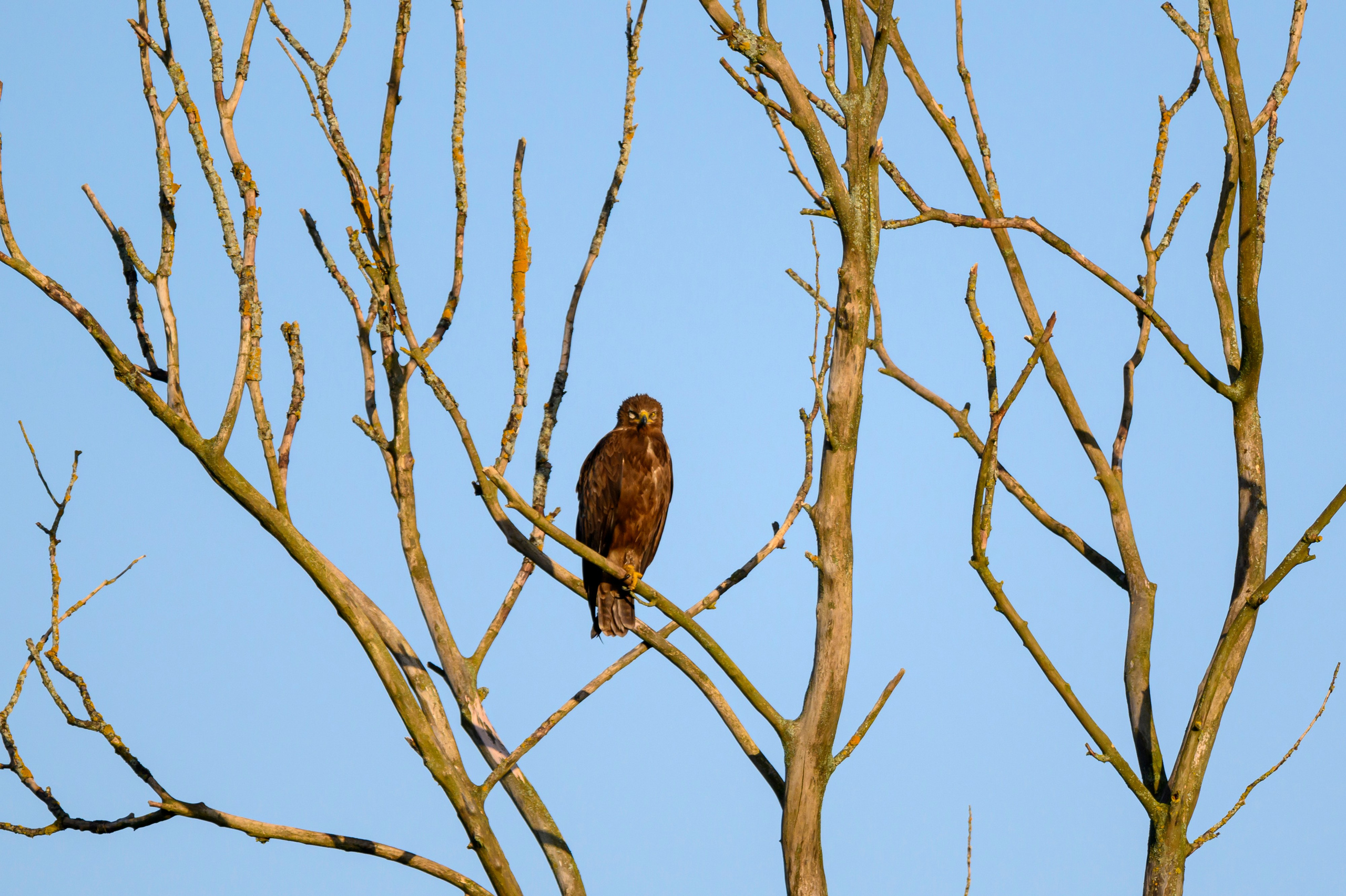 Коростель учится летать. Wildlife photography by Sergey Puponin