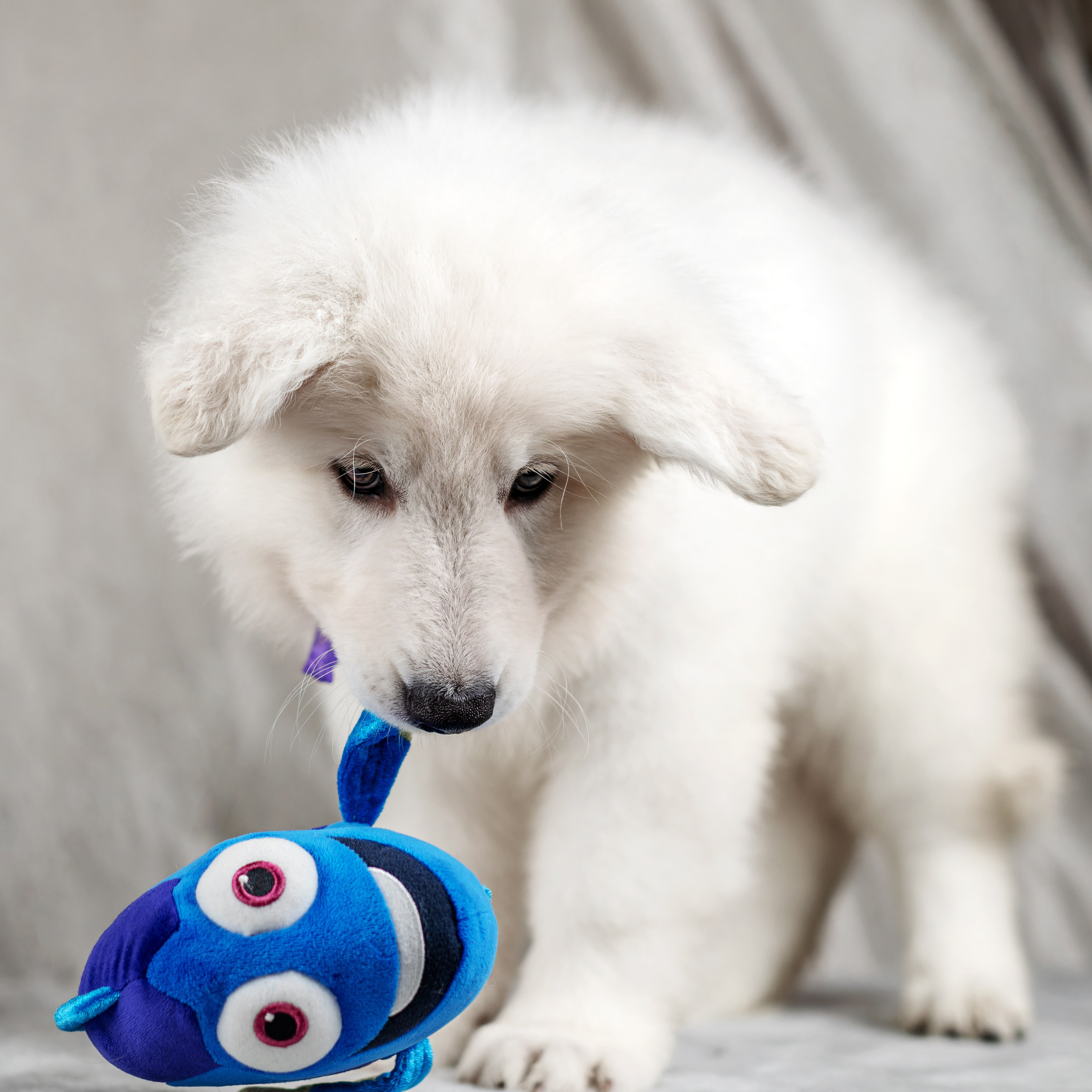 Щенки белой швейцарской овчарки. Фотограф-анималист Юлия Зубкова