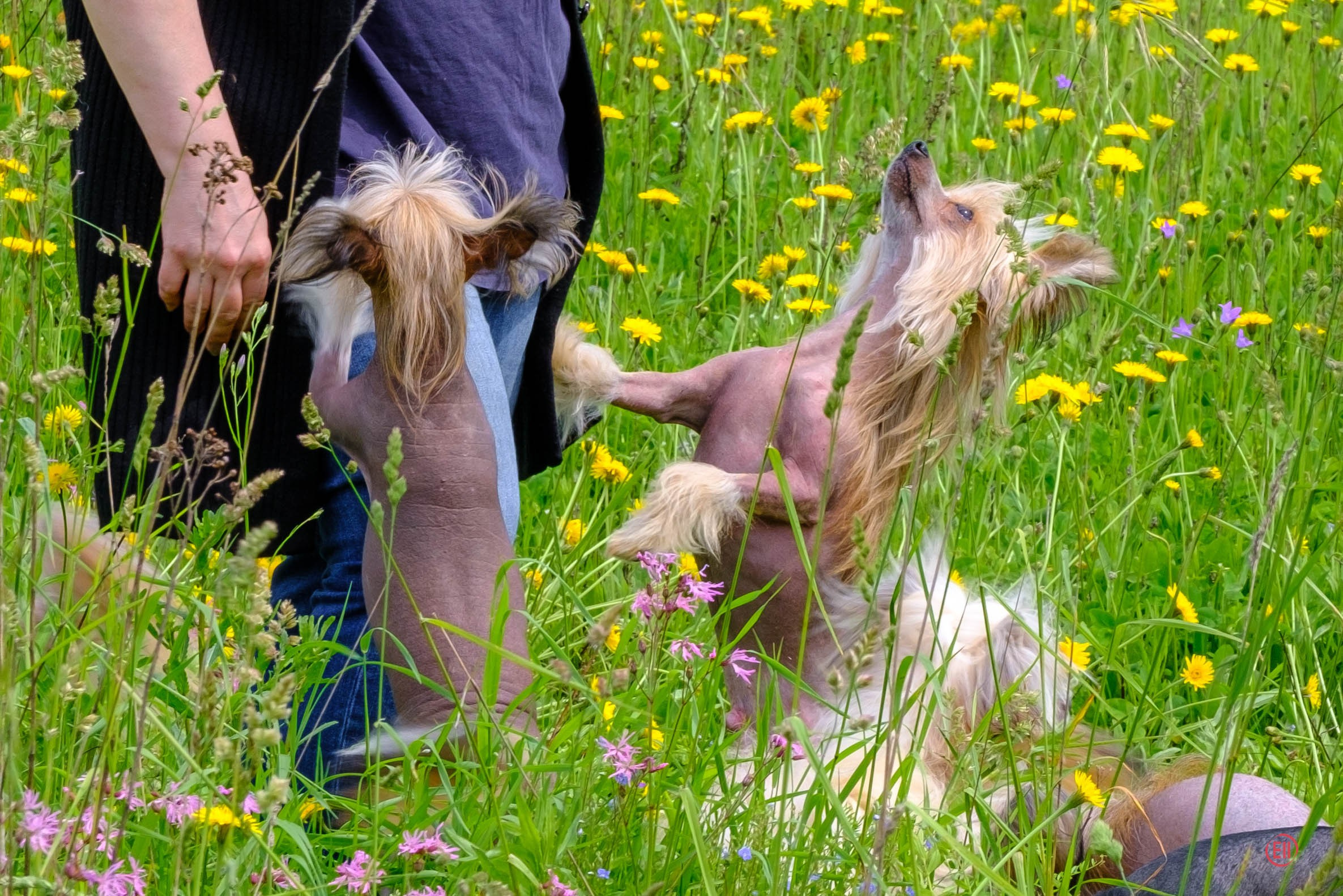 Просто в поле. Питомник китайских хохлатых собак Poale Ell: купить щенка