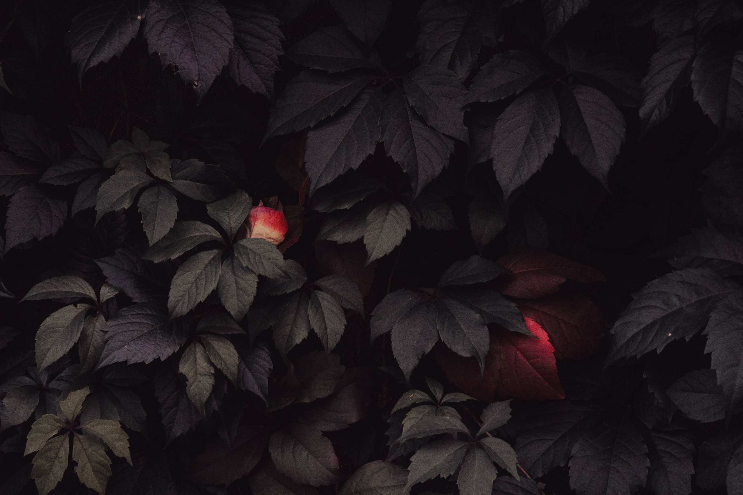 Прогулка за фото. Фотограф Москва, портрет, стрит, репортаж. Художественная фотосессия