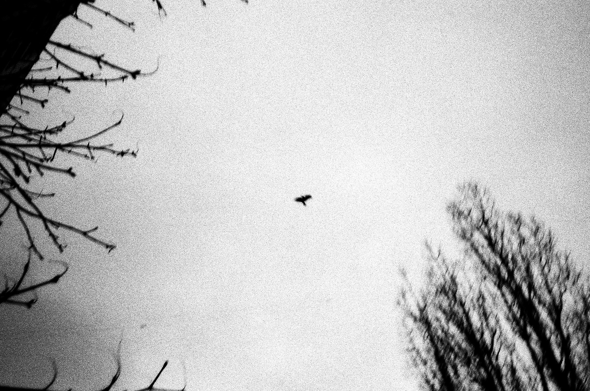 Пьюти-фьют. Игорь Скабелин