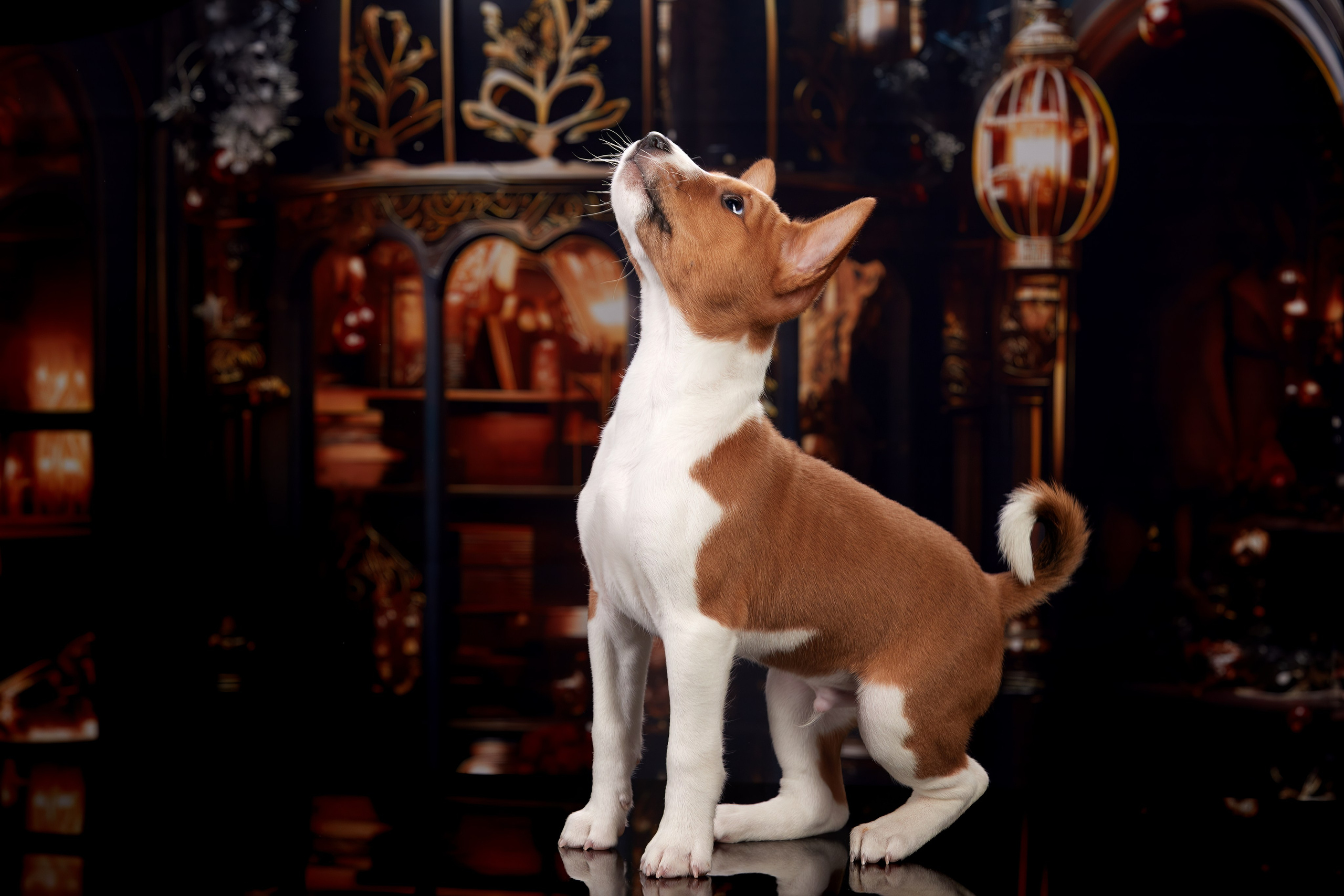 ФОТОСЪЕМКА ЩЕНКОВ НА ДОМУ. ФОТОГРАФ-АНИМАЛИСТ l LANA POLYAKOVA