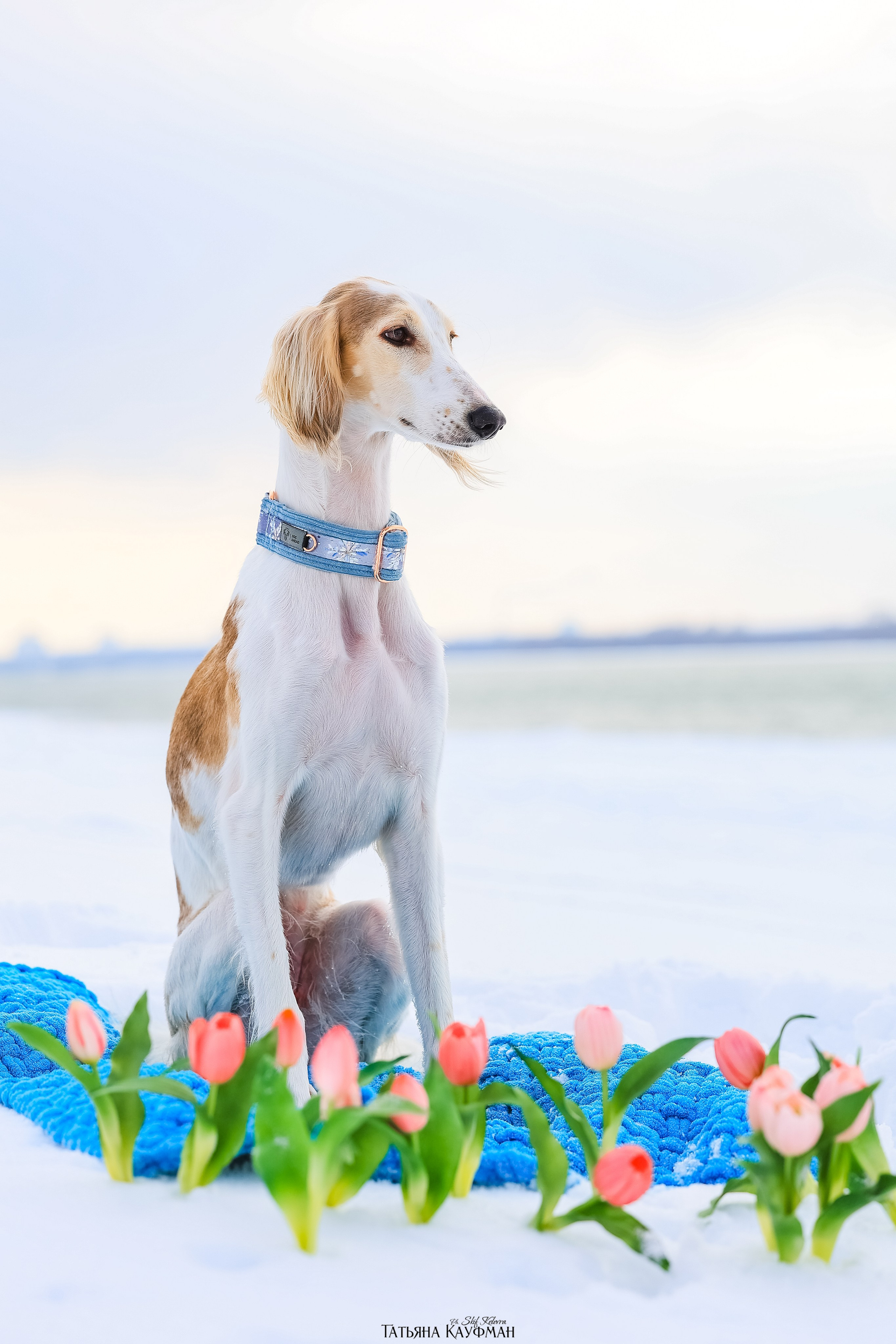 Салюки Флай и Лира. Фотограф Анималист из Новосибирска Татьяна Кауфман