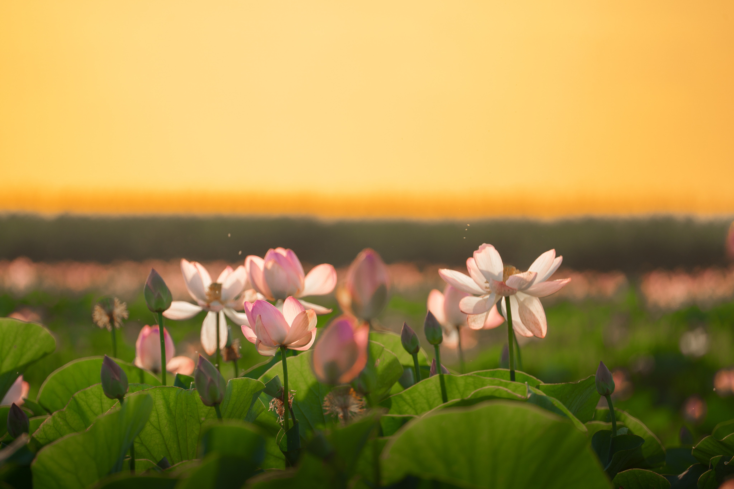 Барханы и лотосы. Июль–Август