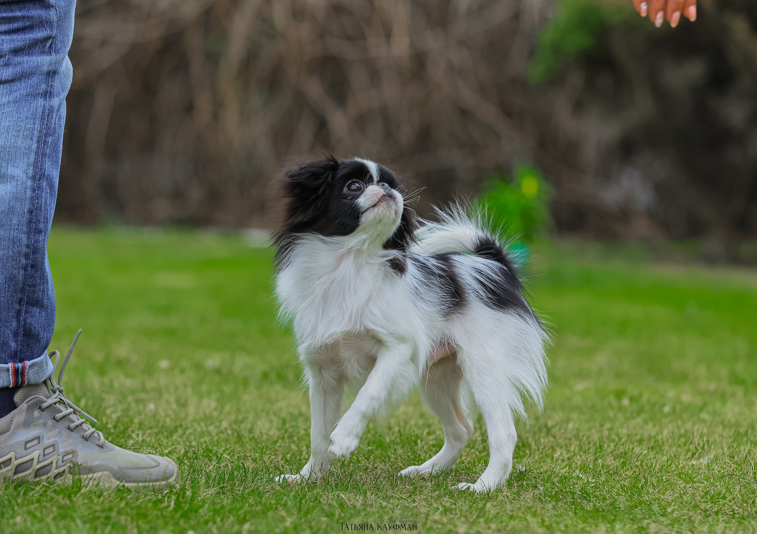 Японский хин, фотография японский хин, собака в цветах, красивая собака, фотограф анималист, фотокурс Анималистика, научиться фотографировать собак, фотограф Новосибирск