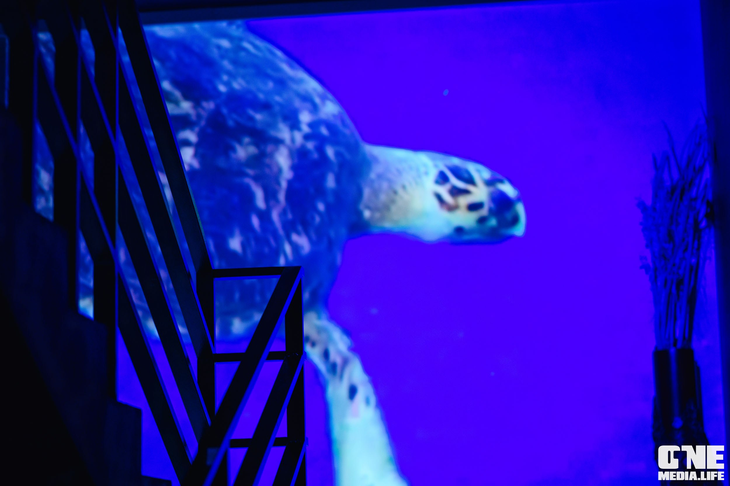 Фоторепортаж из ресторана Океан. One Media Life: фоторепортажи, фотоотчеты с мероприятий и заведений